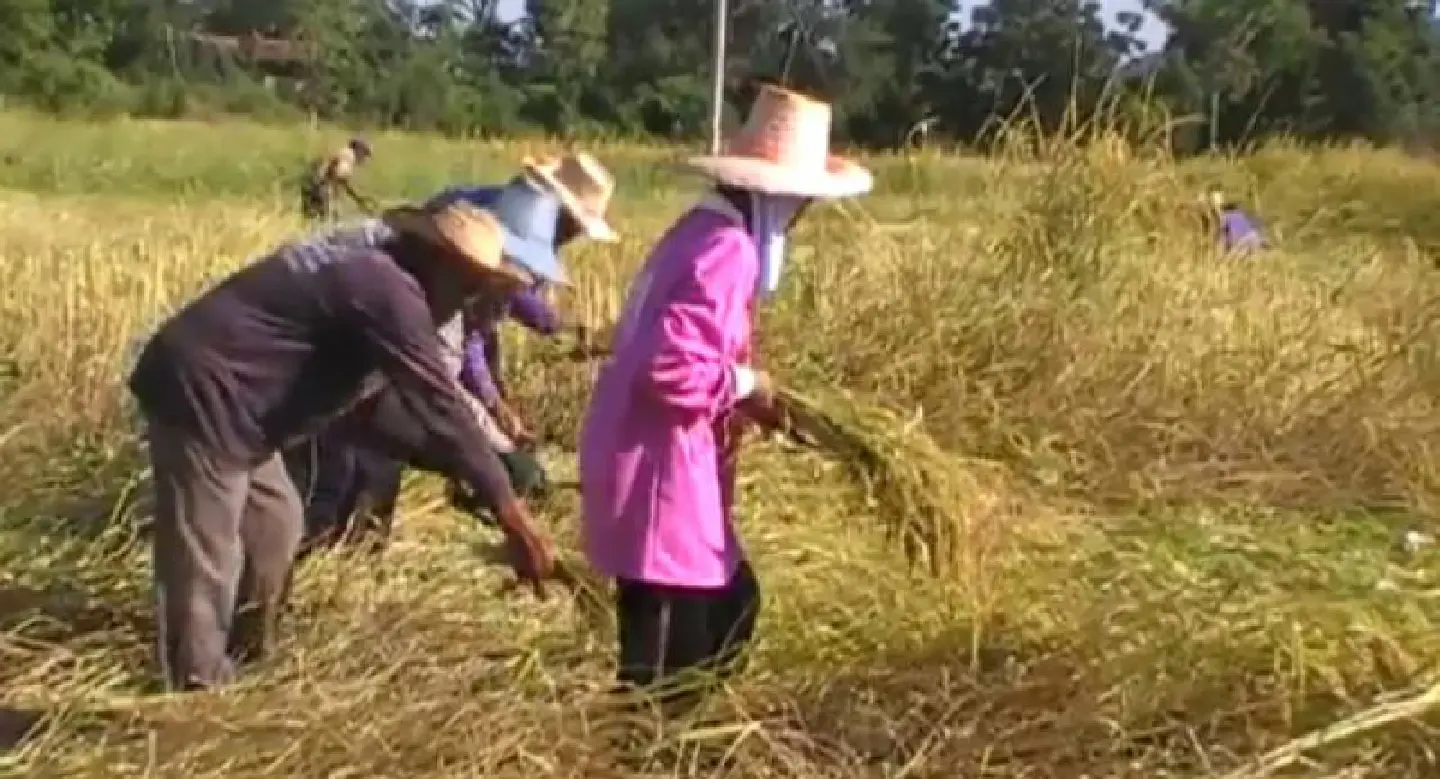 Farmers urged to form cooperatives to find solutions to low prices Farmers urged to form cooperatives to find solutions to low prices