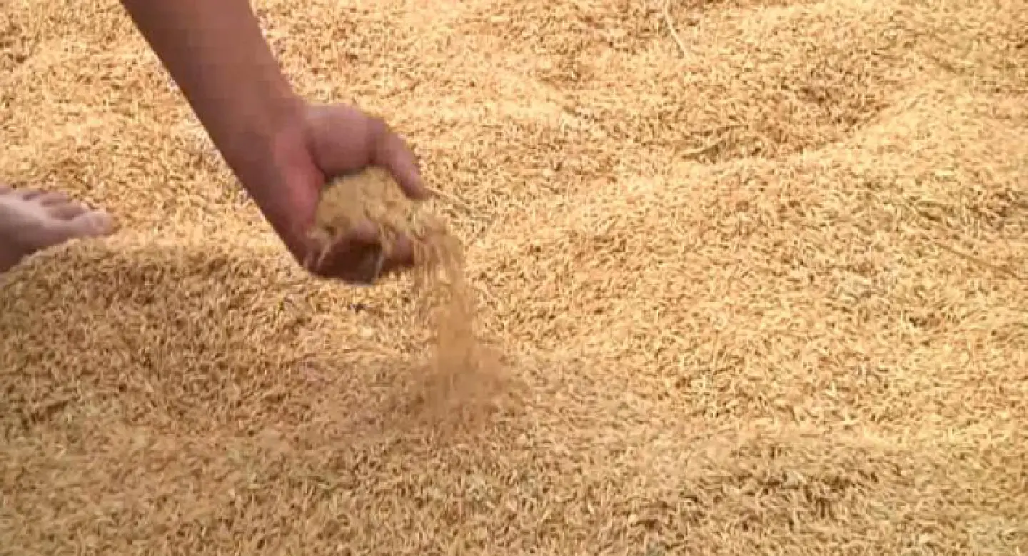 220 tonnes of rice orderd directly from farmers 220 tonnes of rice orderd directly from farmers