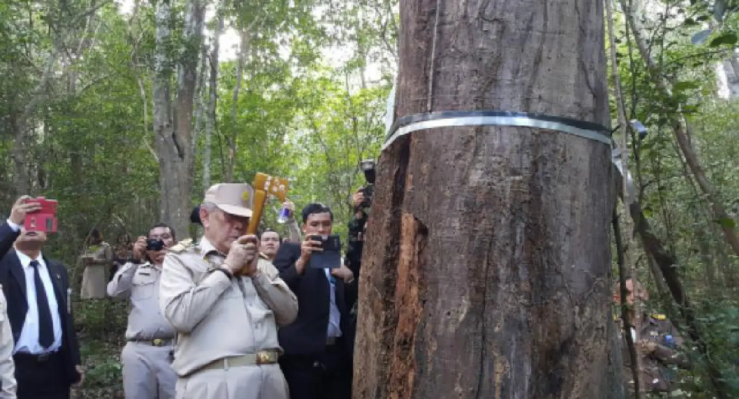 Ritual felling of cremation trees to be held at Kui Buri Ritual felling of cremation trees to be held at Kui Buri