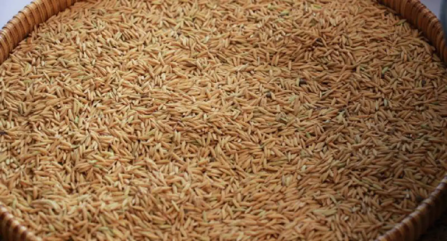 G2G deals in Q4 to boost rice exports G2G deals in Q4 to boost rice exports