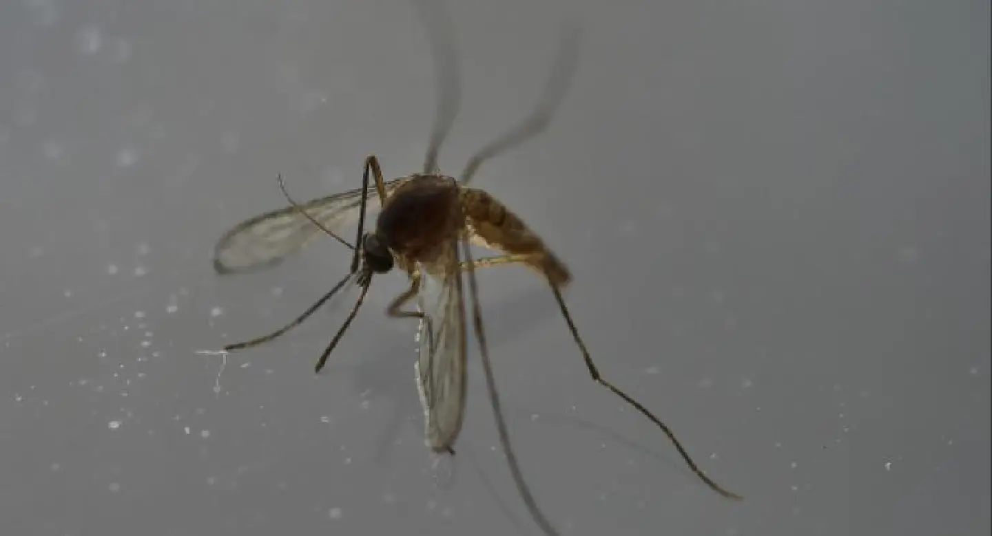 Zika no longer a world public health emergency: WHO Zika no longer a world public health emergency: WHO