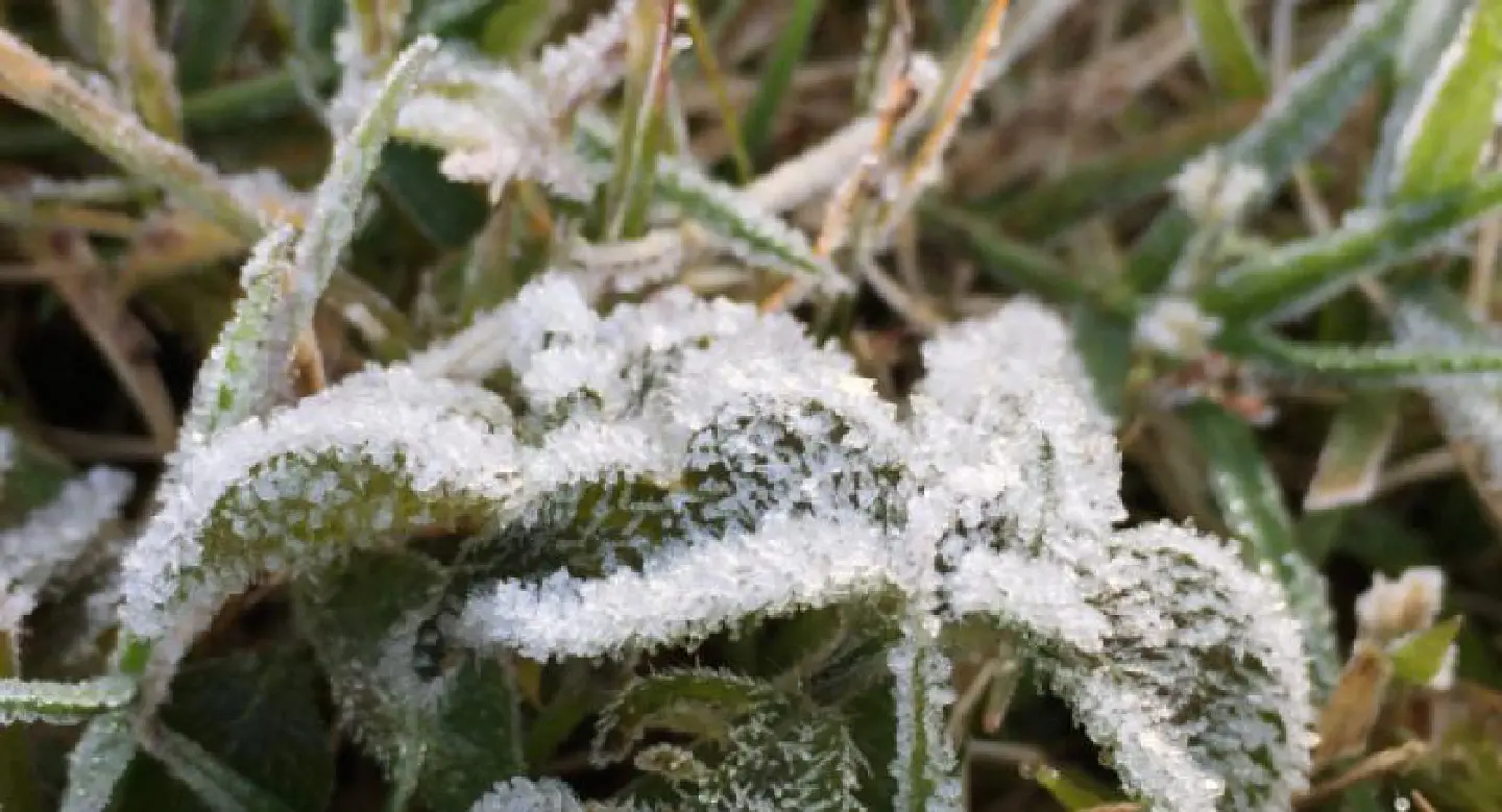 Doi Inthanon sees first frost of the year Doi Inthanon sees first frost of the year