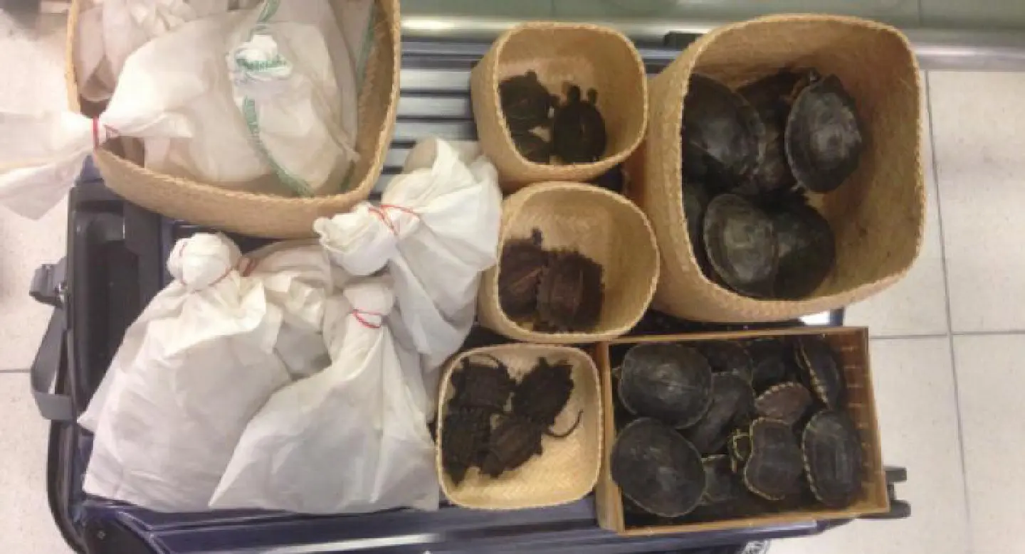 Japanese mother with baby nabbed for alleged wildlife smuggling 