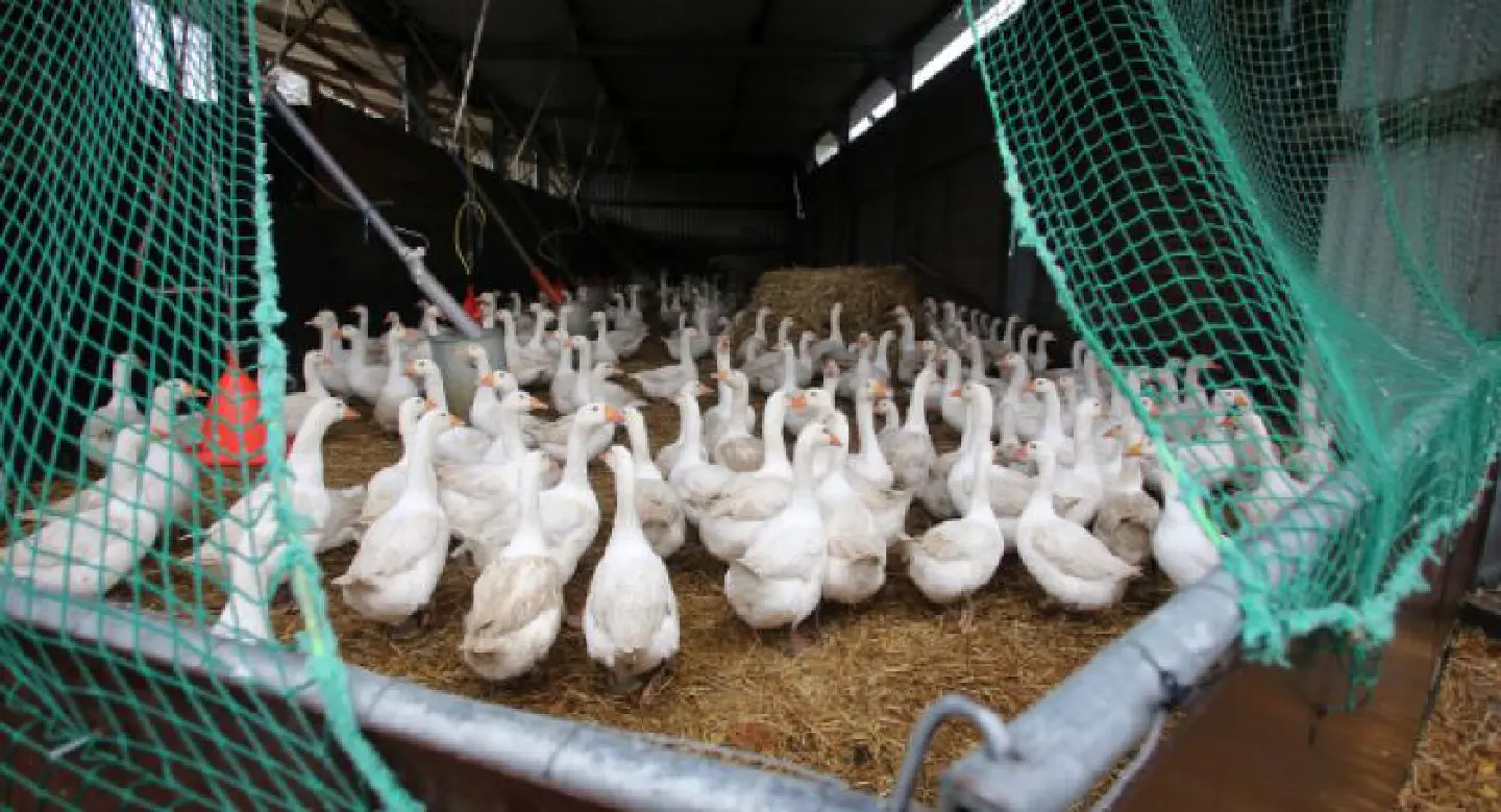 Sweden slaughters 200,000 hens on bird flu fears Sweden slaughters 200,000 hens on bird flu fears