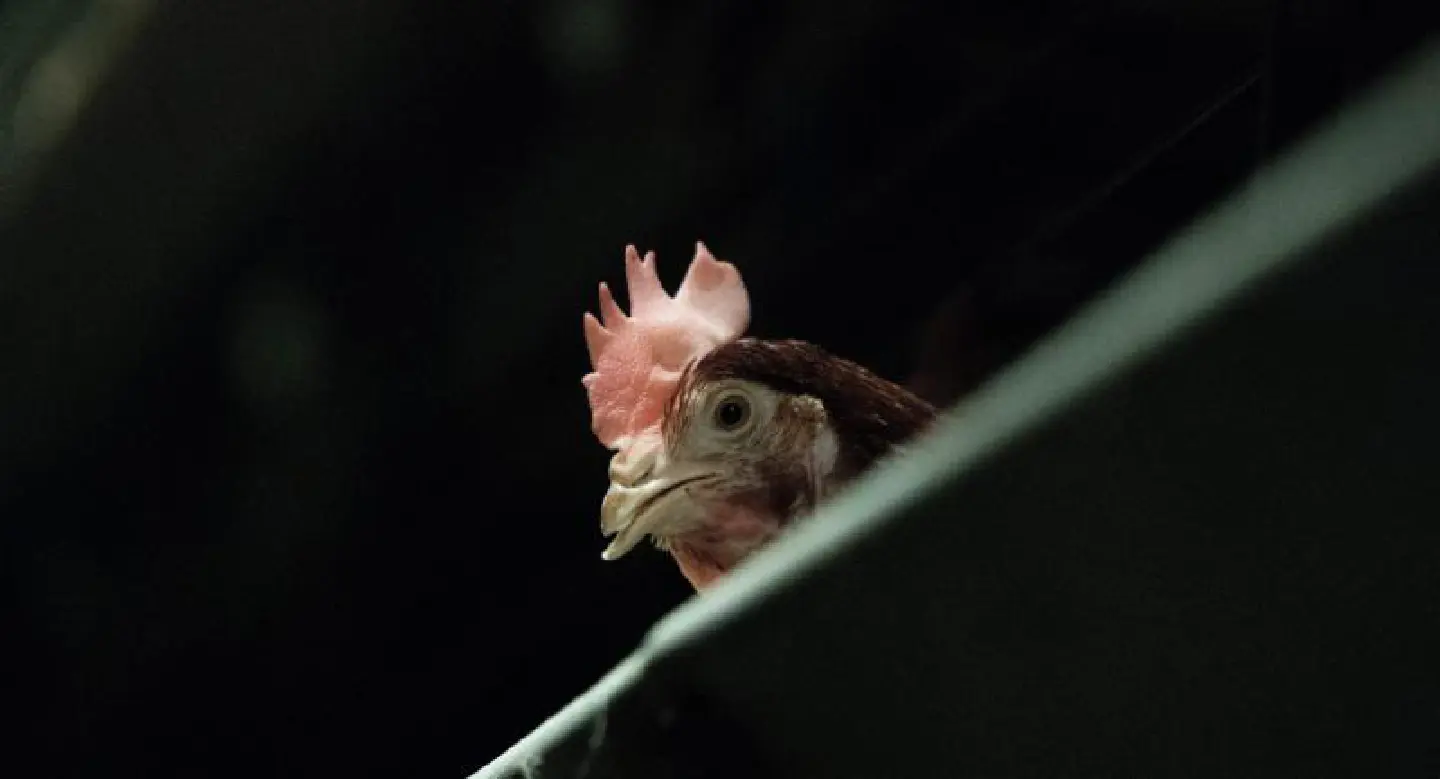 Japan to cull a further 230,000 chickens after bird flu outbreak Japan to cull a further 230,000 chickens after bird flu outbreak