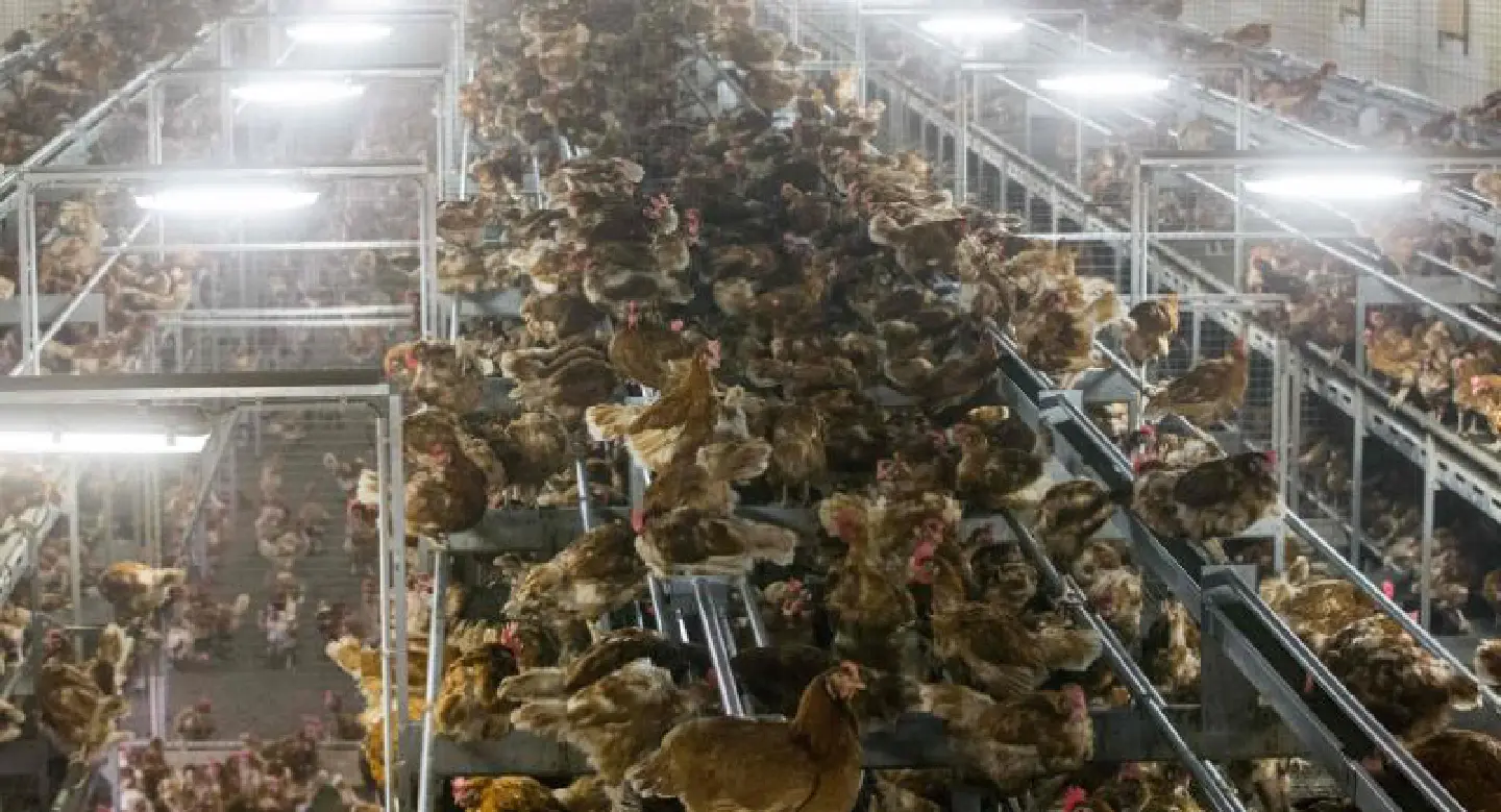 New bird flu scare hits holiday hopes of French foie gras exporters New bird flu scare hits holiday hopes of French foie gras exporters