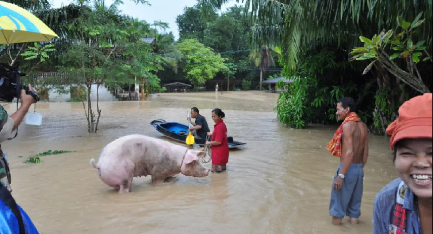 Boy, 5, drowns in flash flood in Nakhon Si Thammarat Boy, 5, drowns in flash flood in Nakhon Si Thammarat