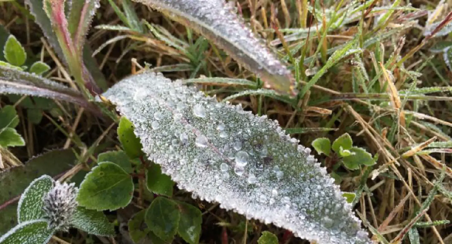 Frozen dew welcomes tourists on Doi Inthanon Frozen dew welcomes tourists on Doi Inthanon