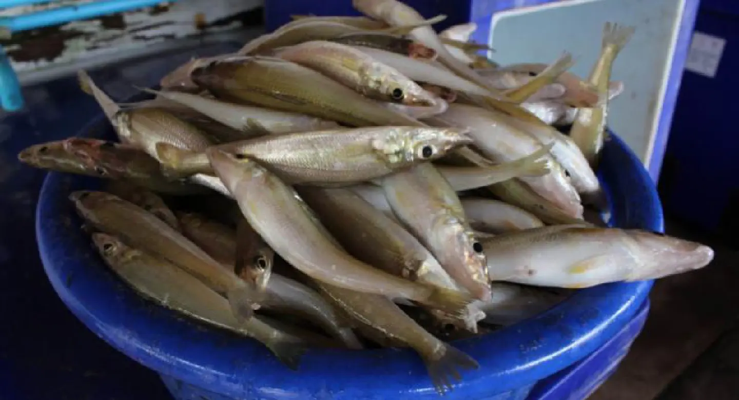 Fishermen in last-ditch bid to save Krabi’s rich marine life Fishermen in last-ditch bid to save Krabi’s rich marine life