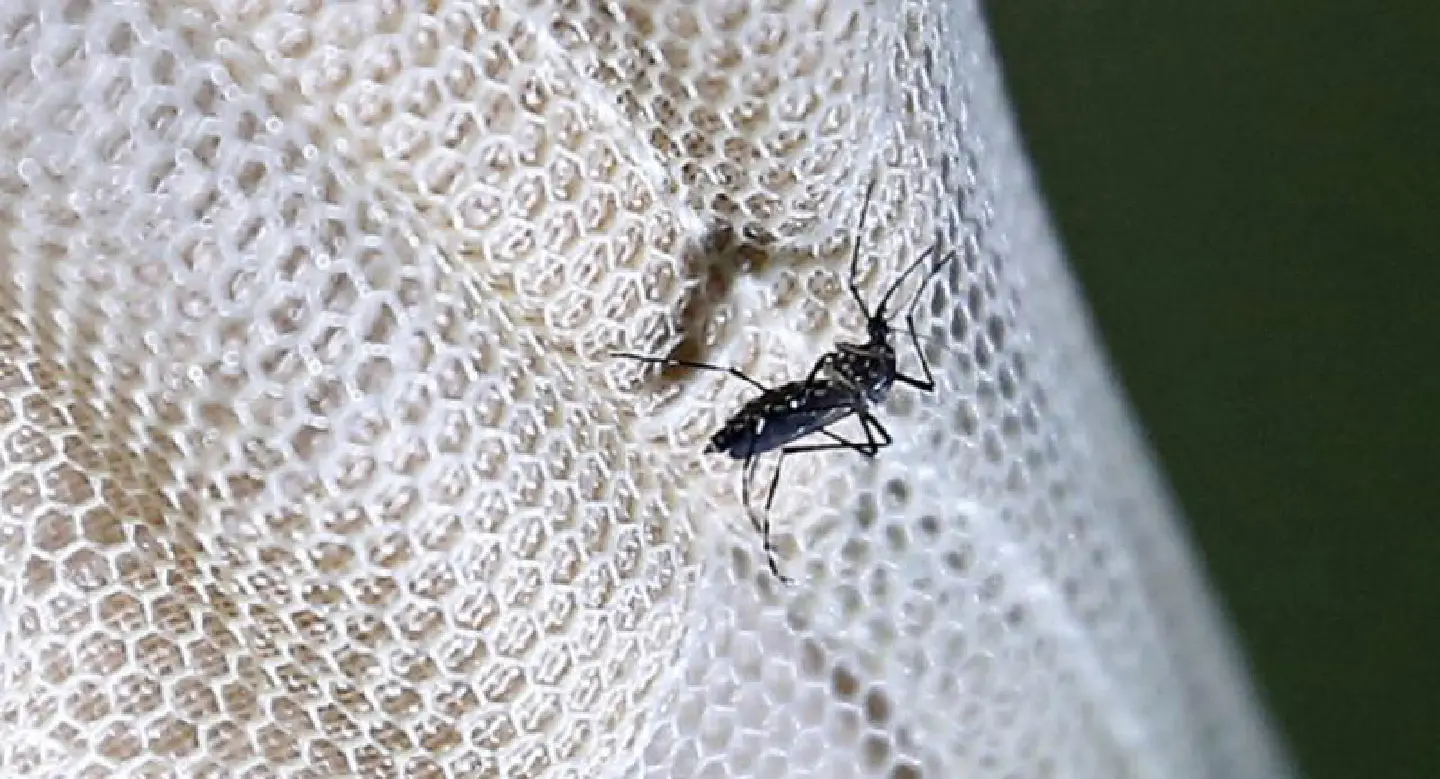 Nearly 140 Zika infections reported in Vietnam Nearly 140 Zika infections reported in Vietnam