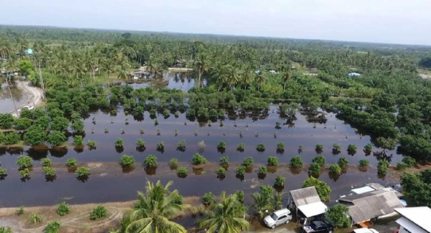 Floods in South threaten pomelo plantations after 10-day downpour Floods in South threaten pomelo plantations after 10-day downpour