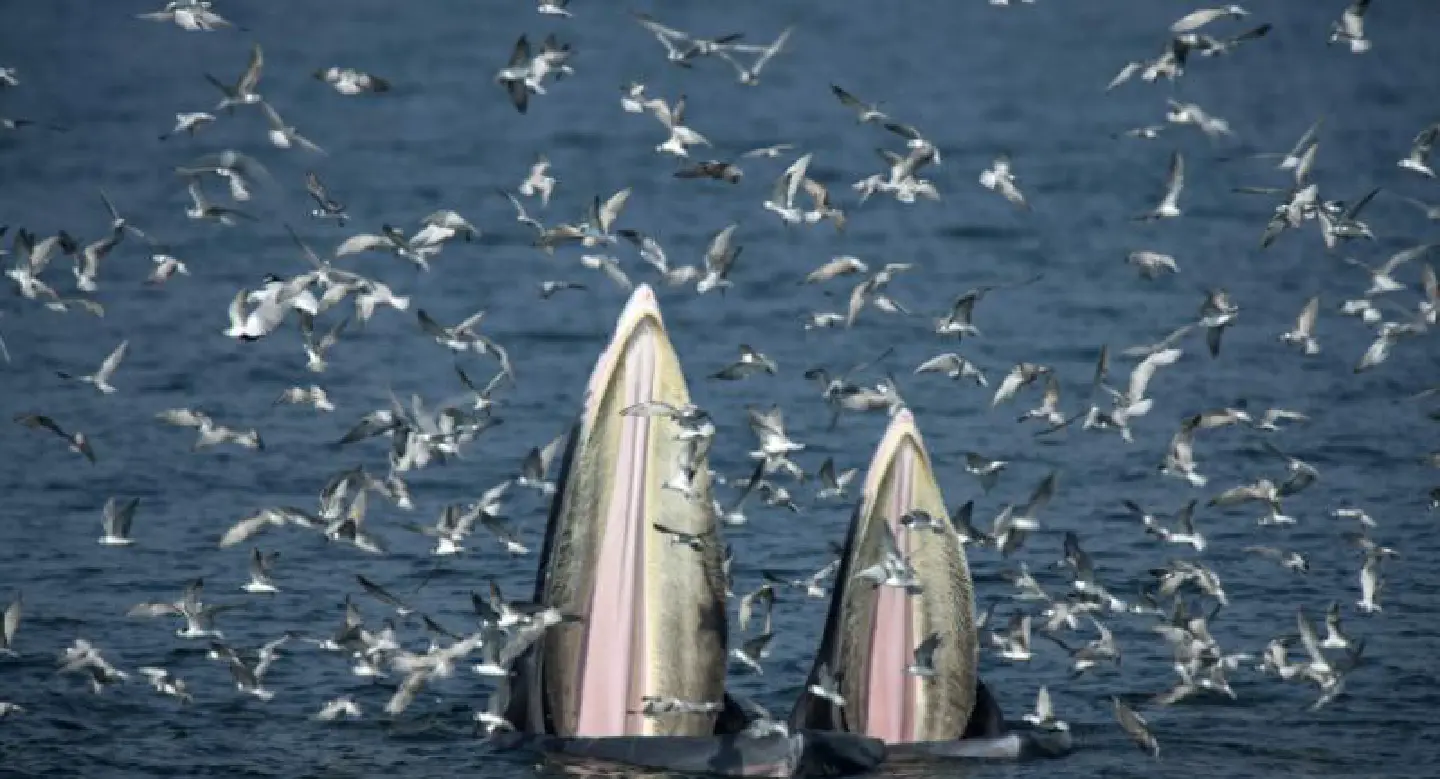 Whales in the wild: rare gem amid Thailand mass tourism Whales in the wild: rare gem amid Thailand mass tourism