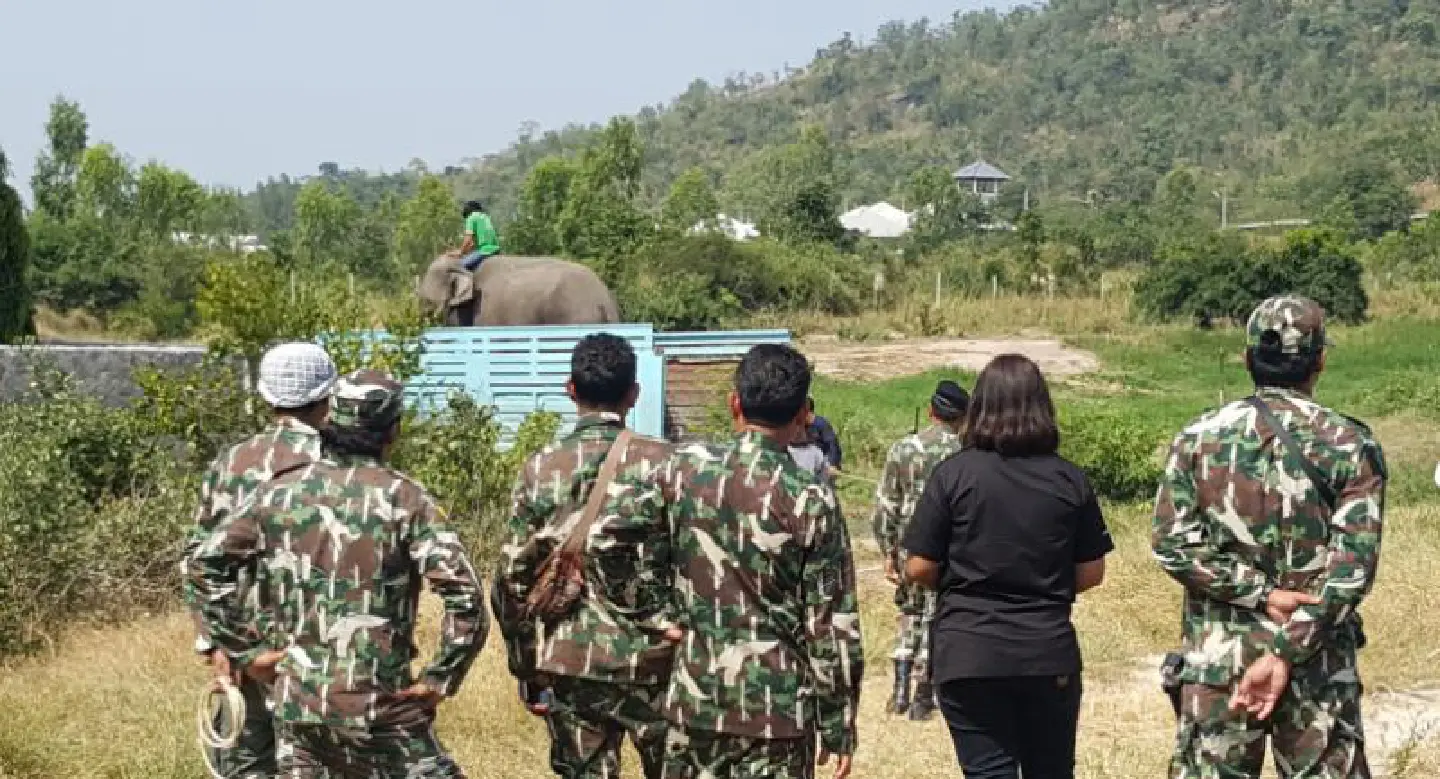 Hua Hin zoo faces police complaint after two elephants moved illegally