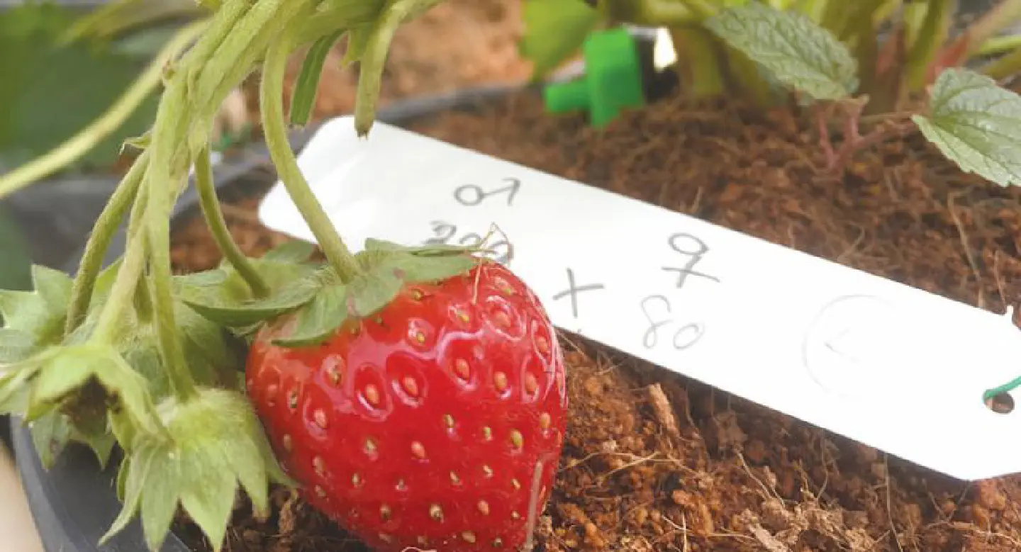 New strawberry will be pick of the crop for flavour and health benefits New strawberry will be pick of the crop for flavour and health benefits
