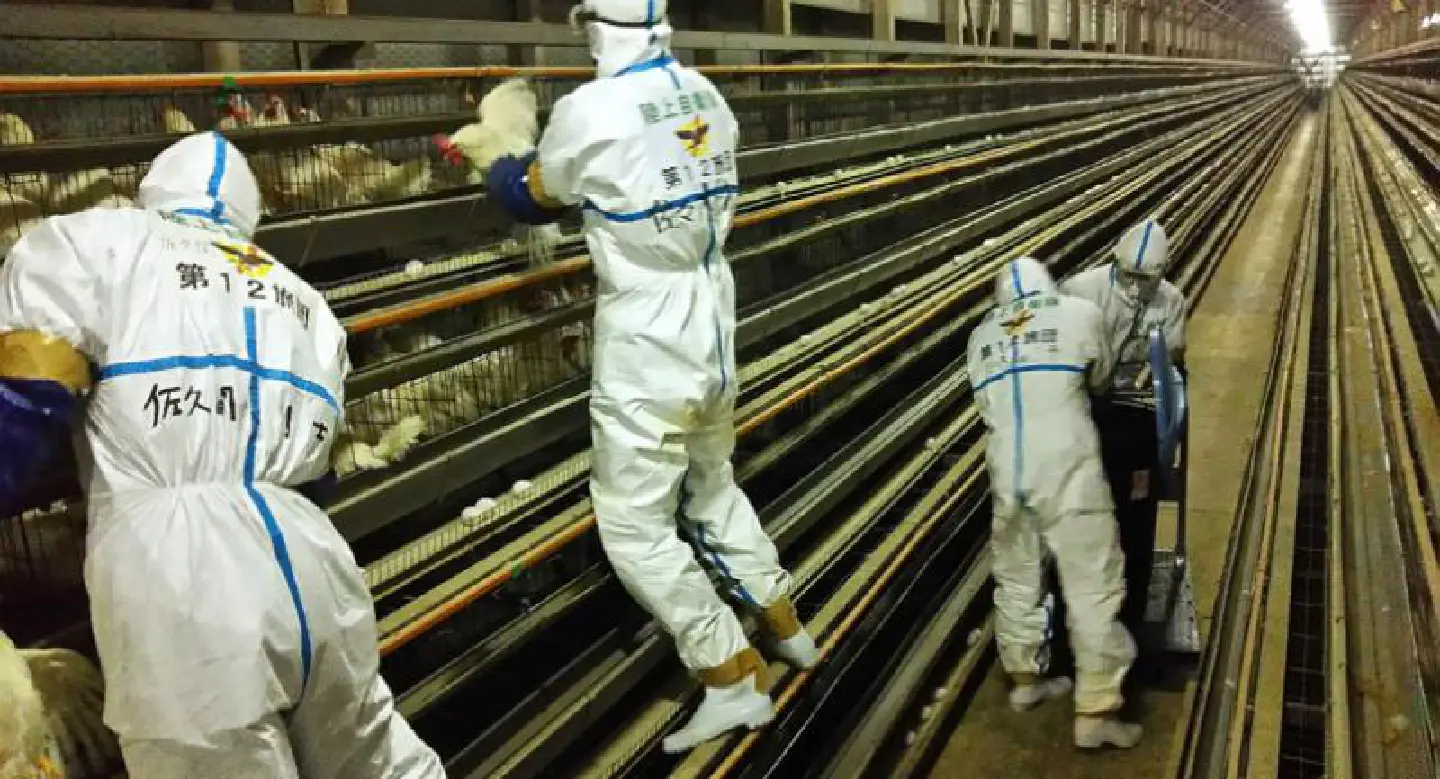 Japan culling 210,000 birds amid spreading avian flu Japan culling 210,000 birds amid spreading avian flu