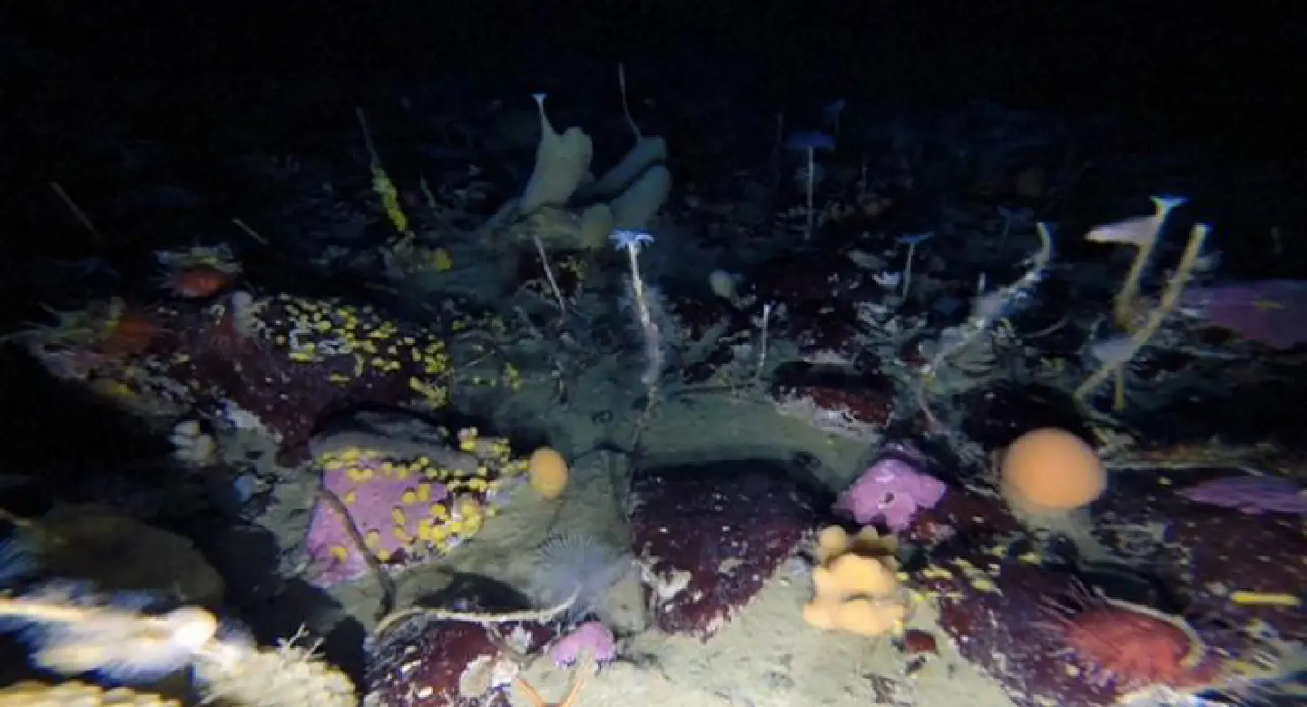 Robot gives rare glimpse under Antarctic sea ice Robot gives rare glimpse under Antarctic sea ice