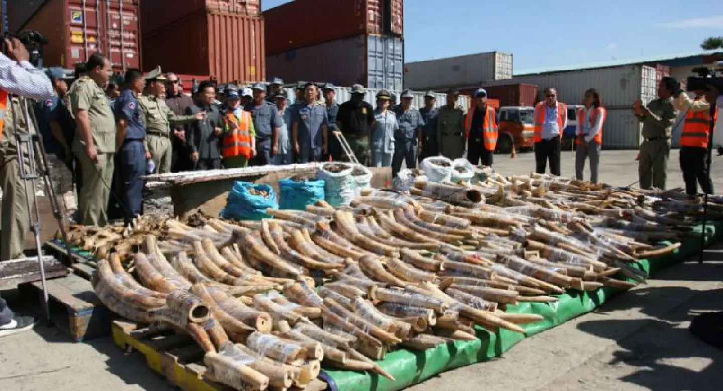 Cambodia seizes huge haul of ivory and animal parts Cambodia seizes huge haul of ivory and animal parts