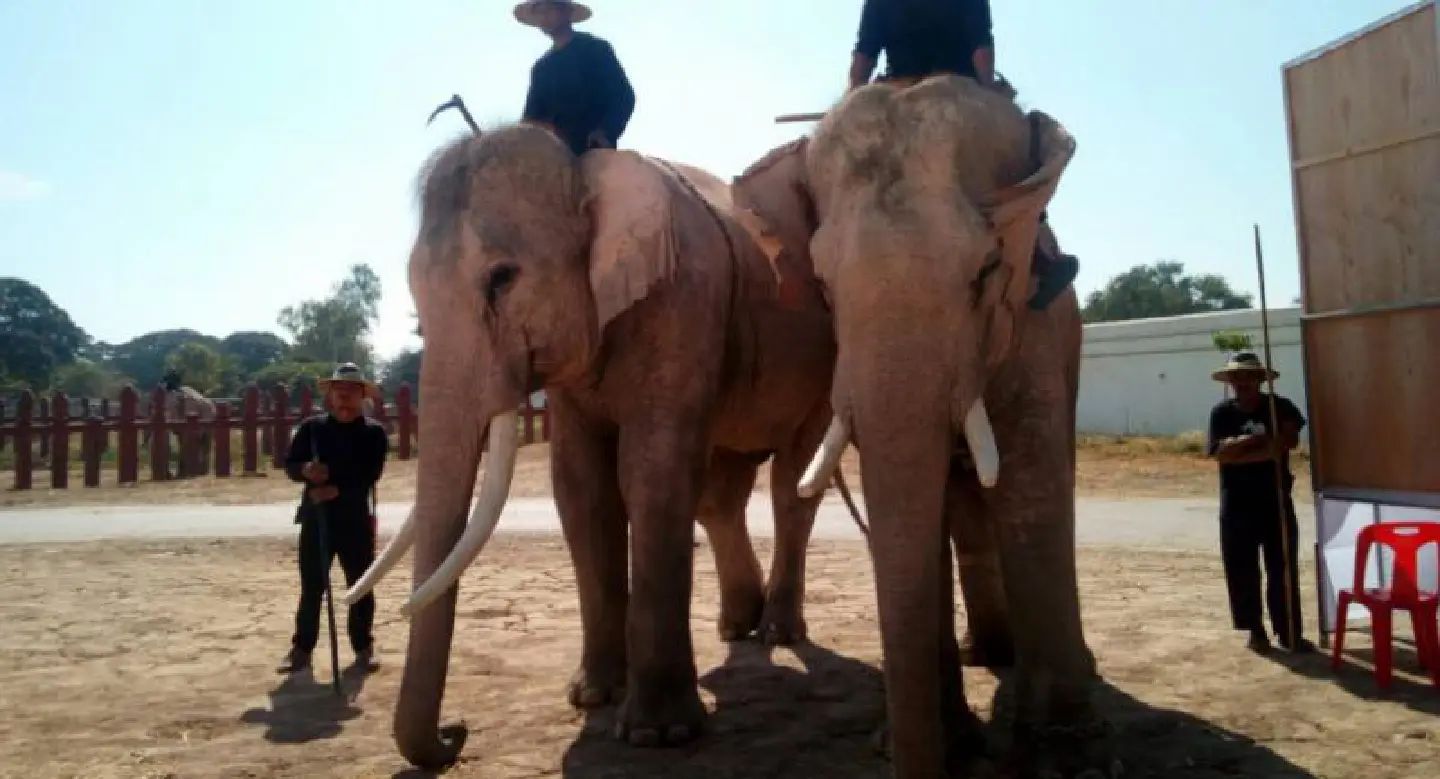 DNA checks to be conducted again on 2 Ayutthaya elephants DNA checks to be conducted again on 2 Ayutthaya elephants