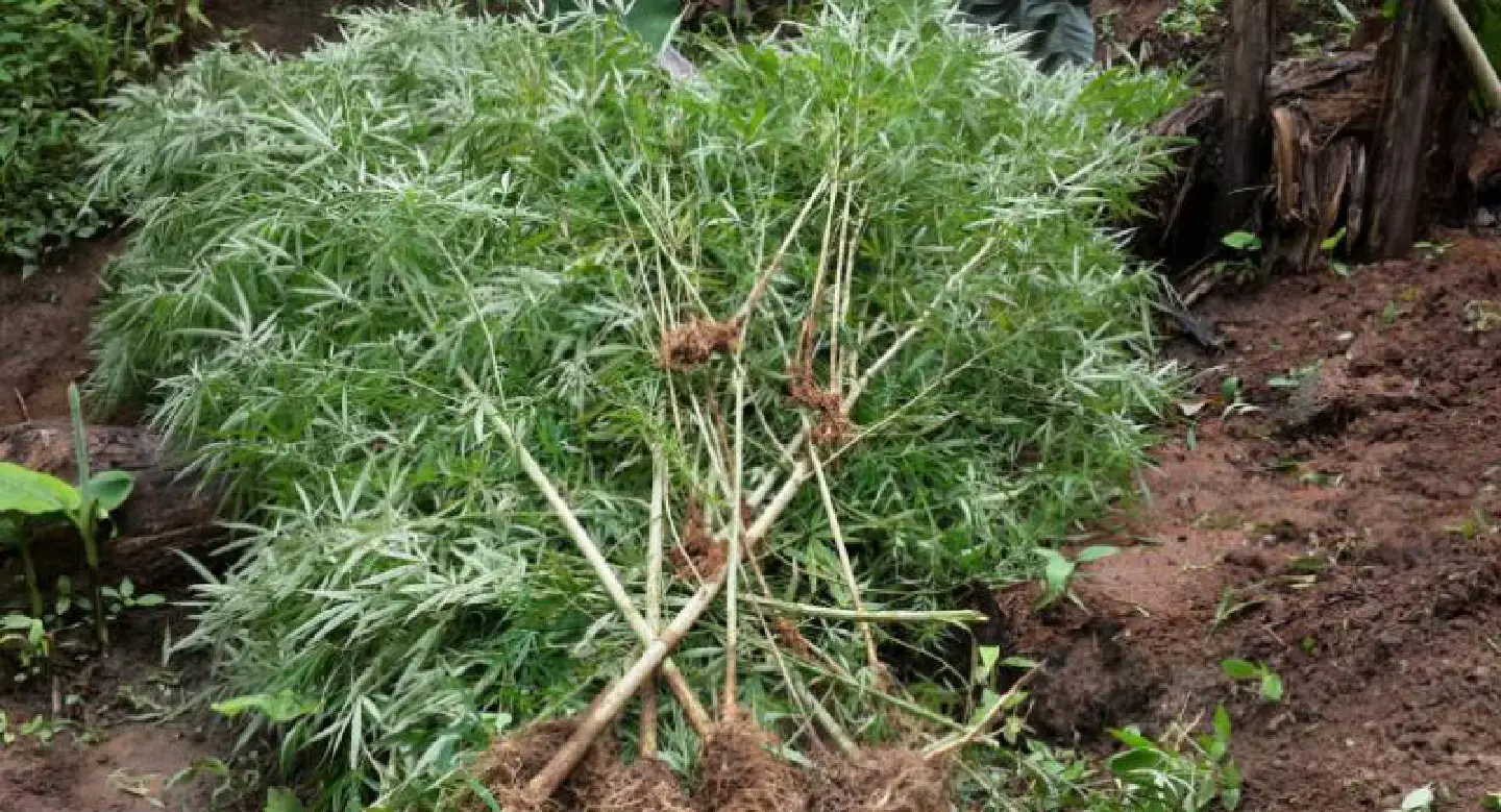 Govt approves legal farming of hemp under new drug plan Govt approves legal farming of hemp under new drug plan