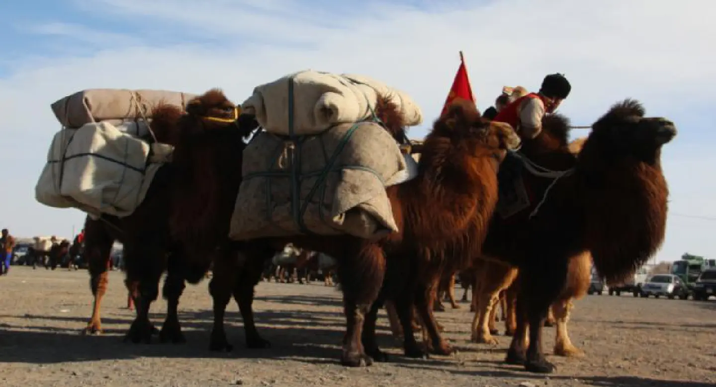 Of pharaohs and camels