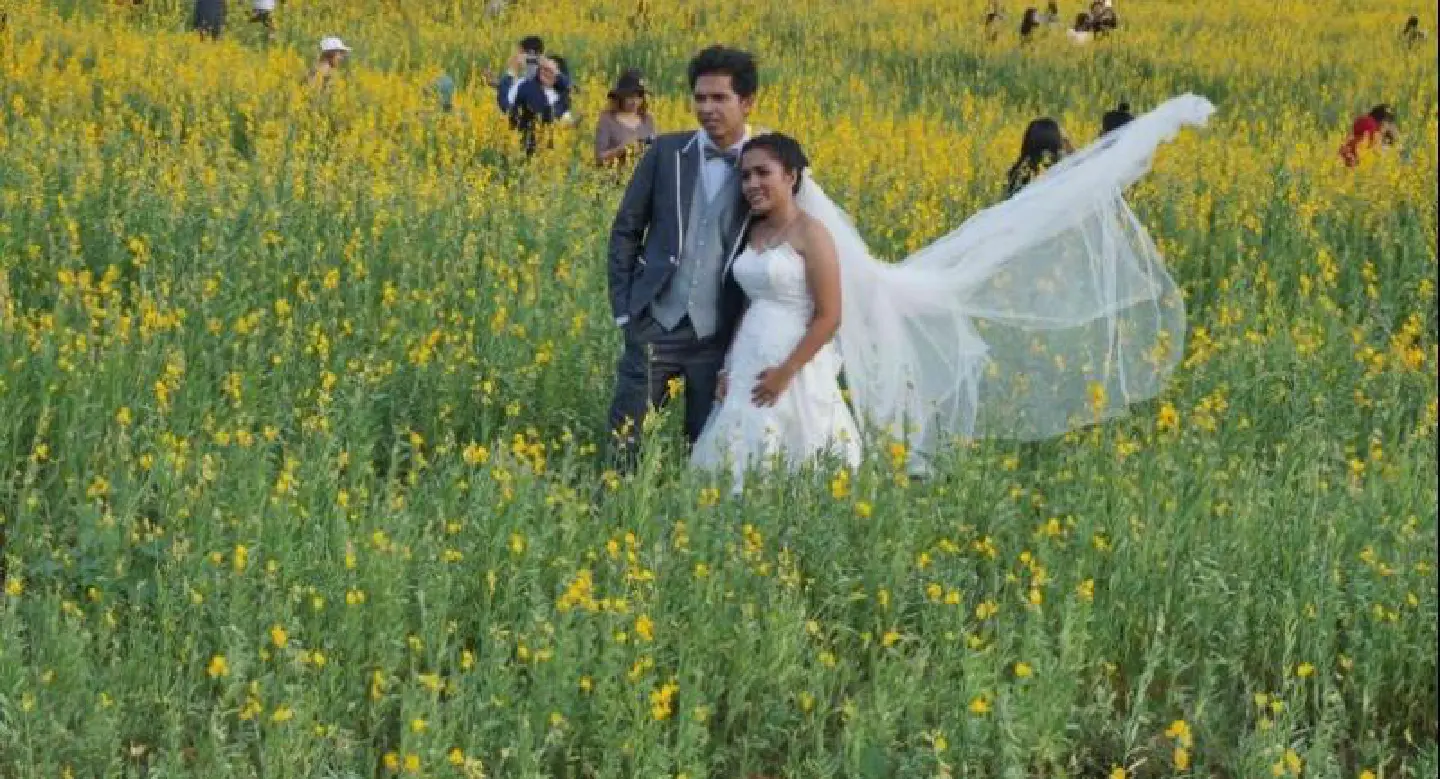 Phuket  'fields of gold' attract locals, tourists