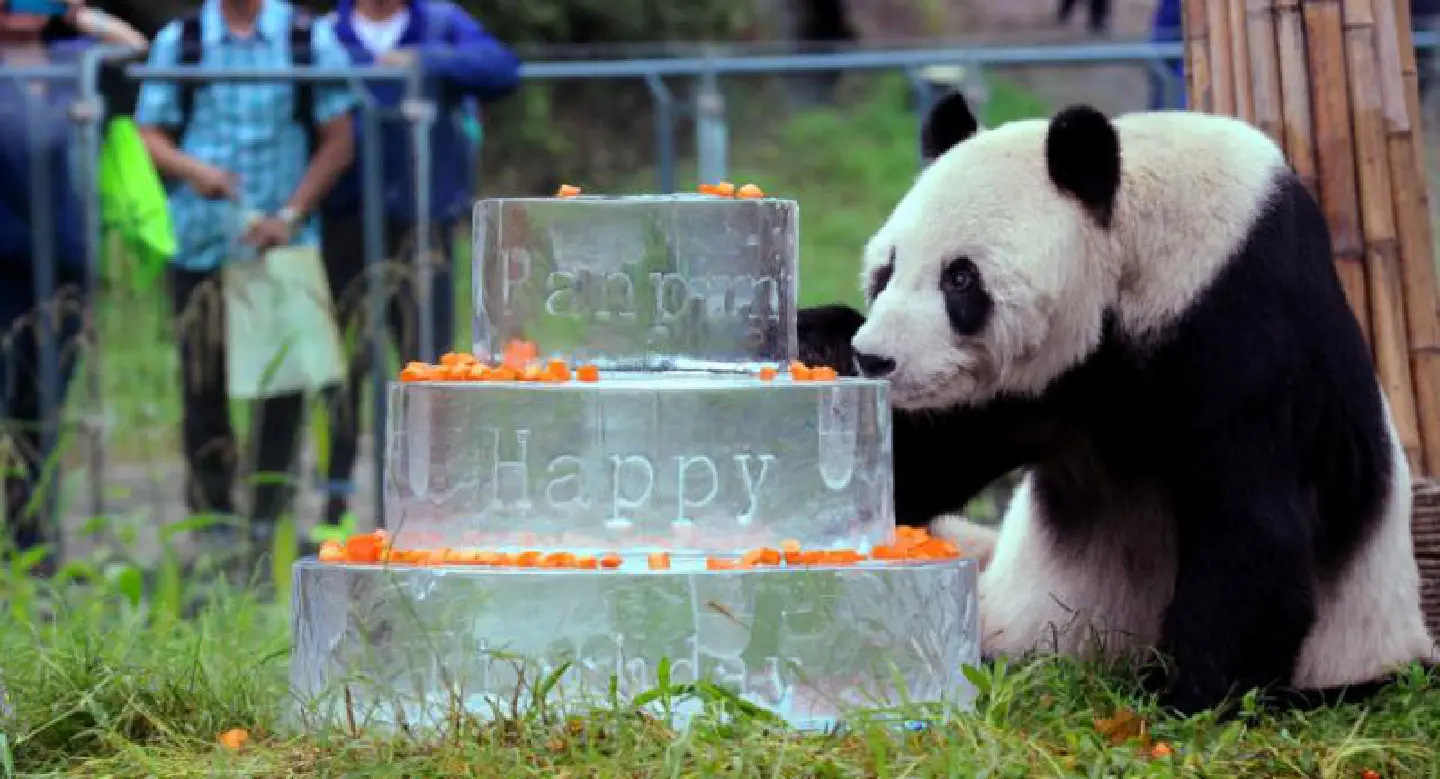 World's oldest male panda dies: officials World's oldest male panda dies: officials