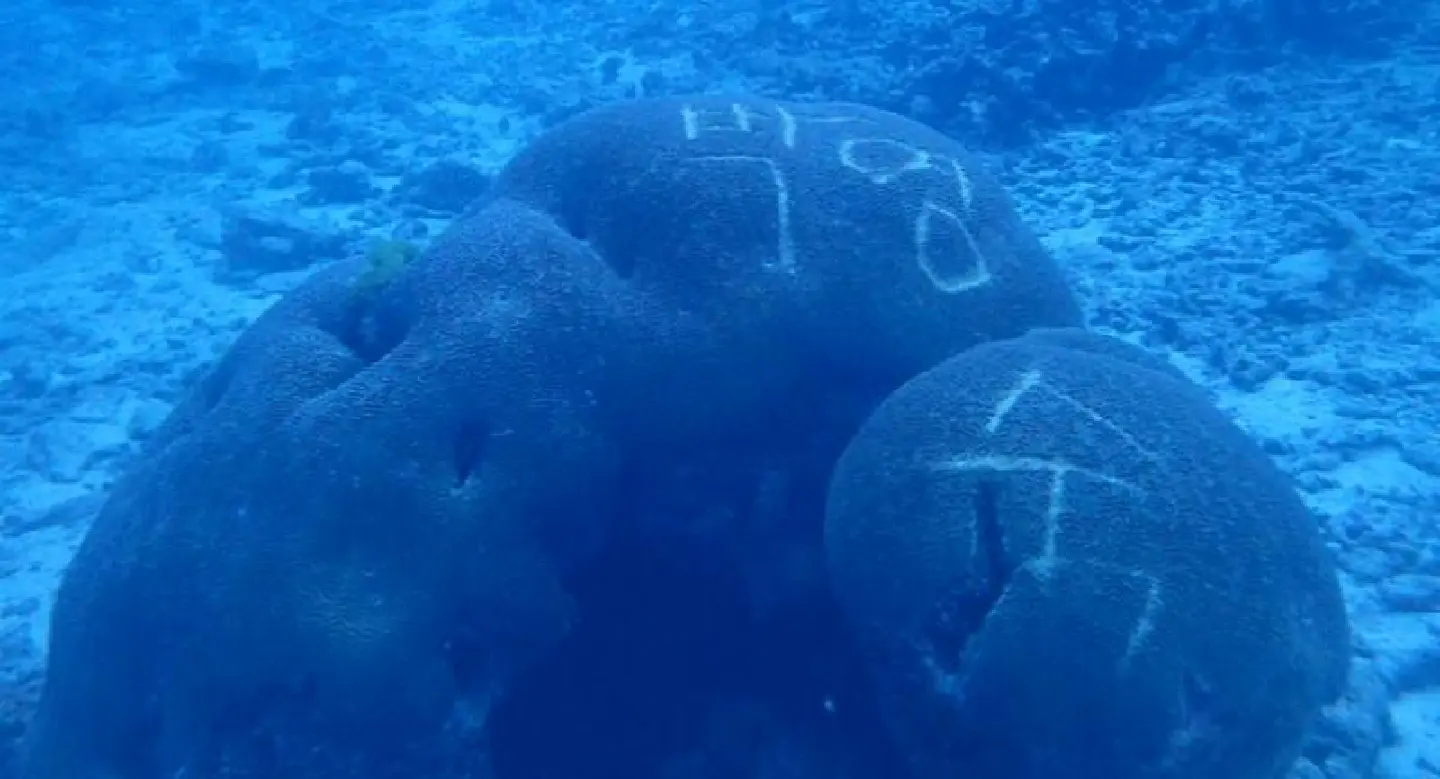Fury over diver’s vandalism of coral in Similan Fury over diver’s vandalism of coral in Similan