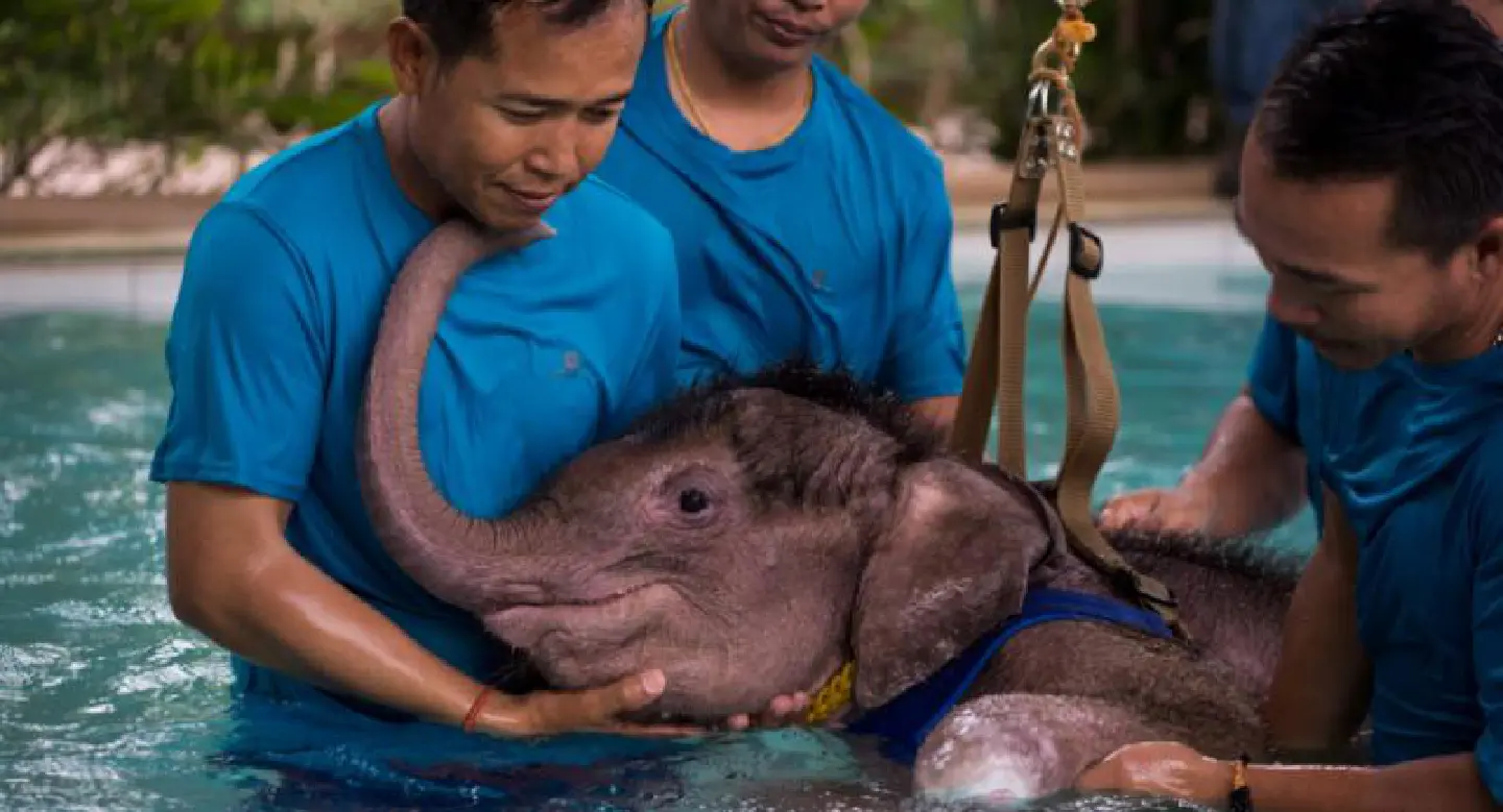 Sky's the limit for Thai baby elephant swimming to health Sky's the limit for Thai baby elephant swimming to health