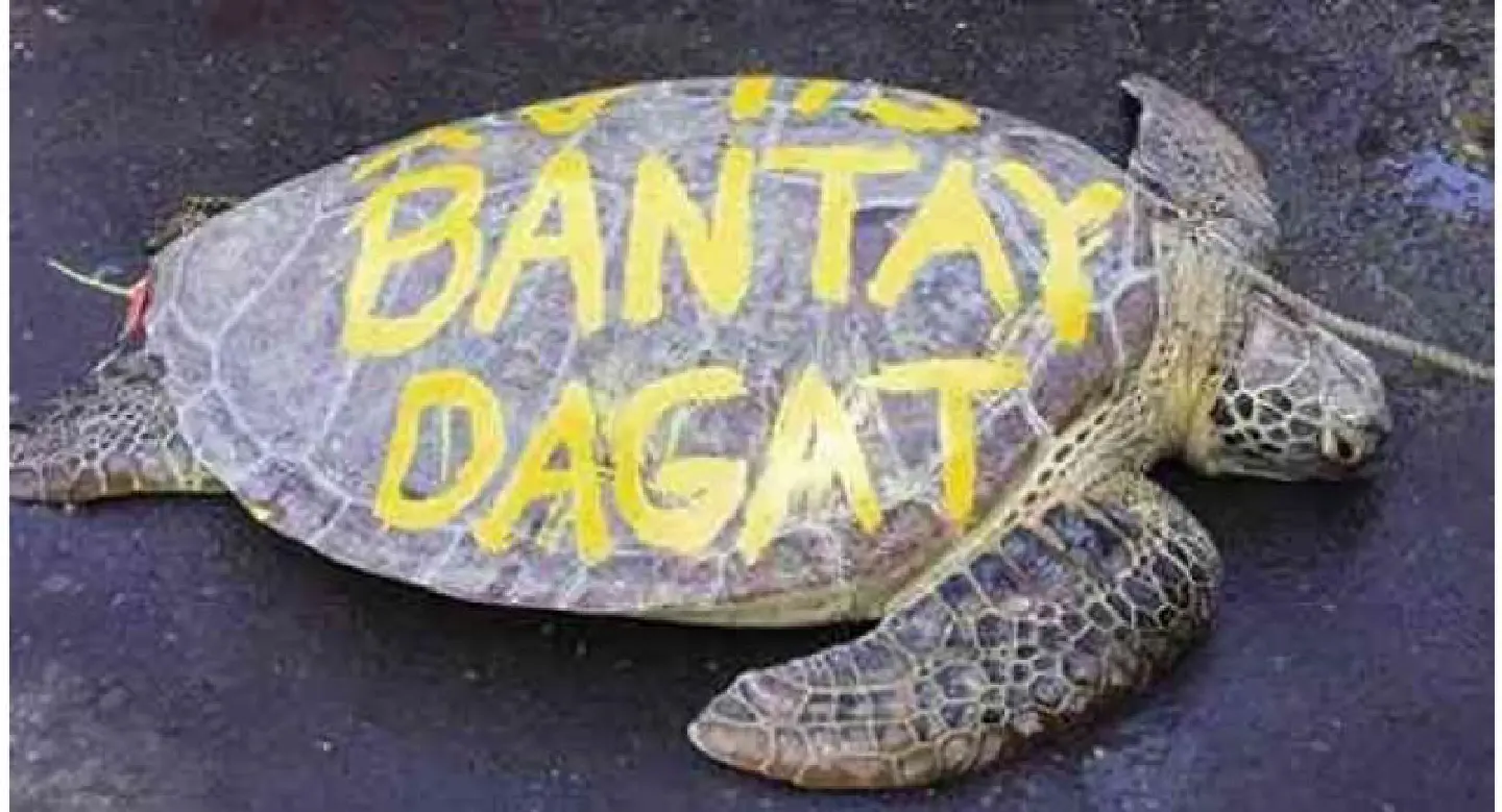 Newbie volunteers deface sea turtle in Philippines Newbie volunteers deface sea turtle in Philippines