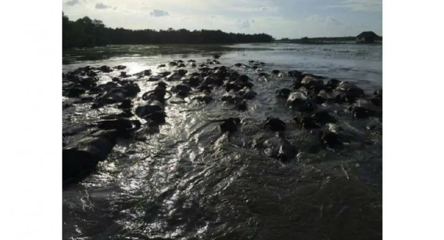 Water buffaloes succumbing to flooding in Phatthalung Water buffaloes succumbing to flooding in Phatthalung