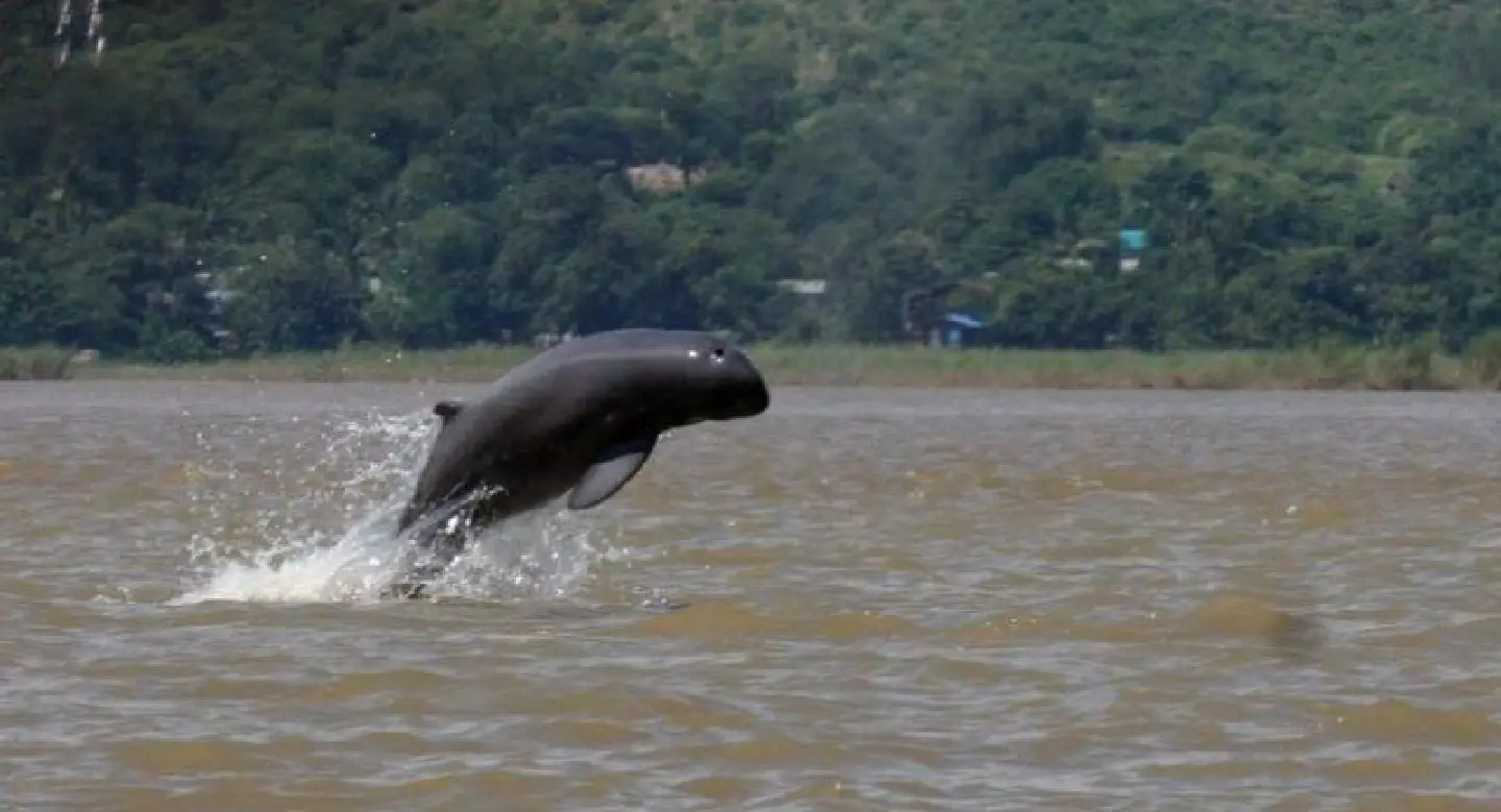 Myanmar's 'smiling' Irrawaddy dolphins on brink of extinction Myanmar's 'smiling' Irrawaddy dolphins on brink of extinction