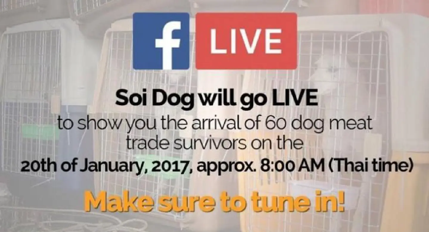 Soi Dog to broadcast live on Facebook arrival of rescued dogs Soi Dog to broadcast live on Facebook arrival of rescued dogs
