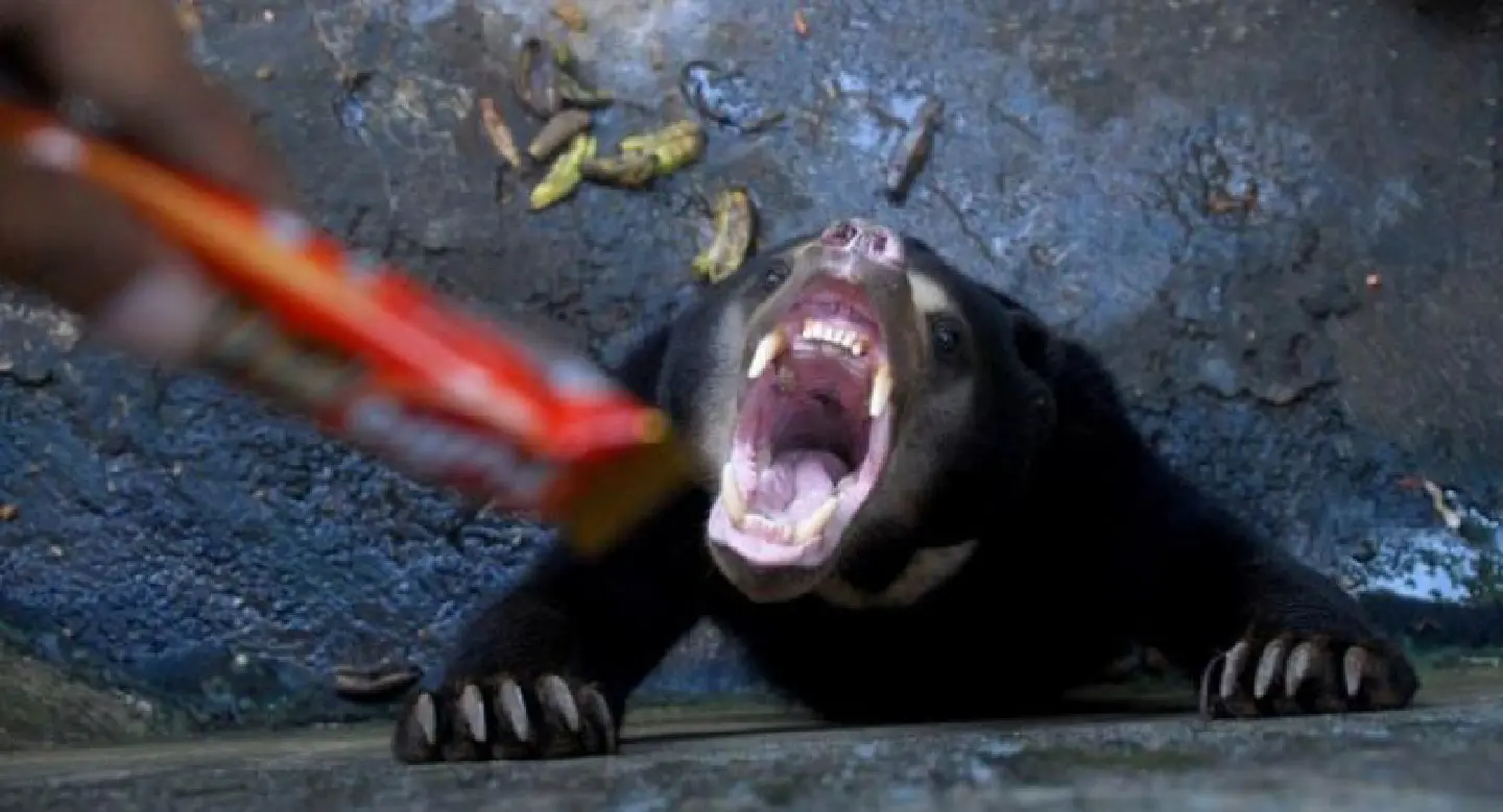 Zoo’s emaciated bears provoke anger Zoo’s emaciated bears provoke anger