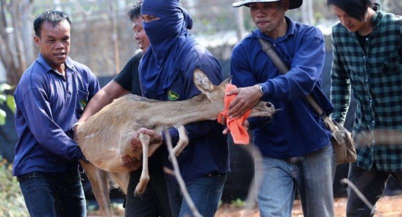 More animals removed from controversial Tiger Temple More animals removed from controversial Tiger Temple