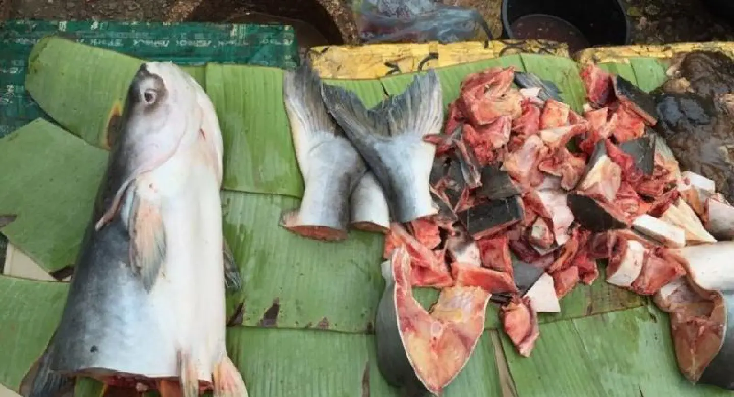 Mekong giant catfish being driven to extinction in natural habitat Mekong giant catfish being driven to extinction in natural habitat