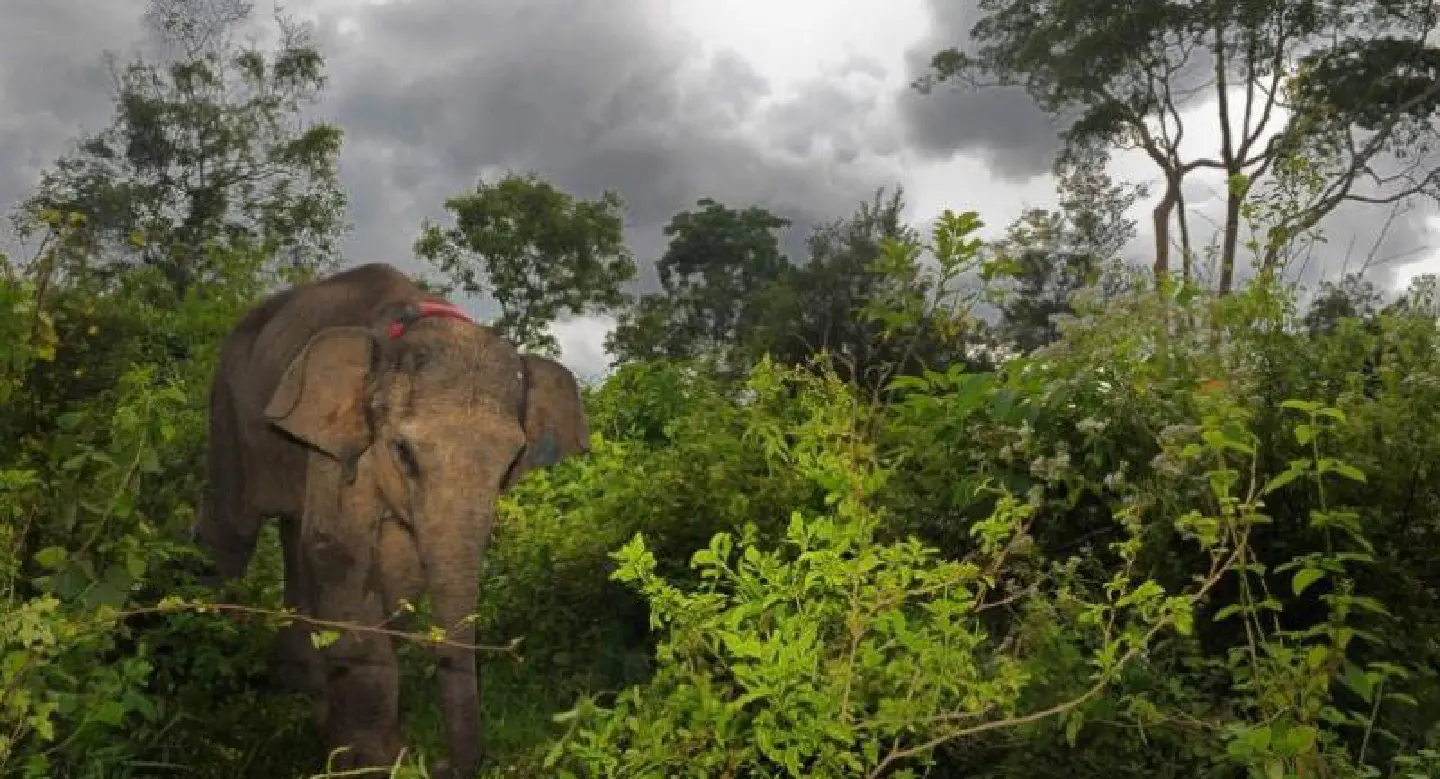 The skin cure fad threatening Myanmar's elephants The skin cure fad threatening Myanmar's elephants