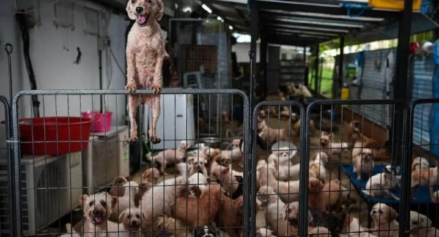 Promise of a new home for Singapore's abandoned dogs and cats Promise of a new home for Singapore's abandoned dogs and cats