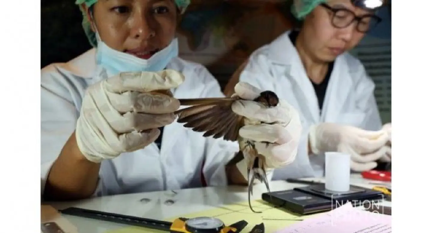 Swallows caught in Silom tested for bird flu Swallows caught in Silom tested for bird flu