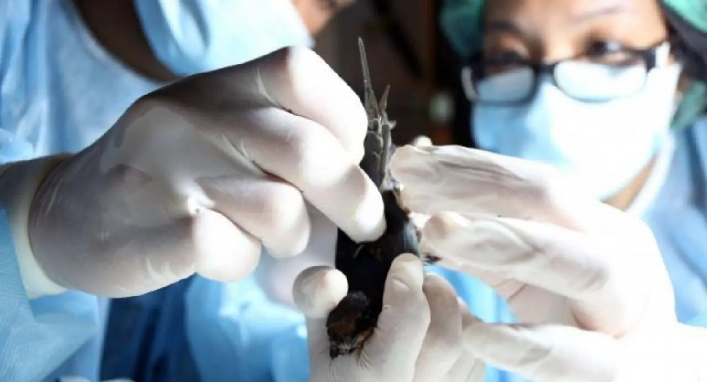 Swallows caught in Silom tested for bird flu Swallows caught in Silom tested for bird flu