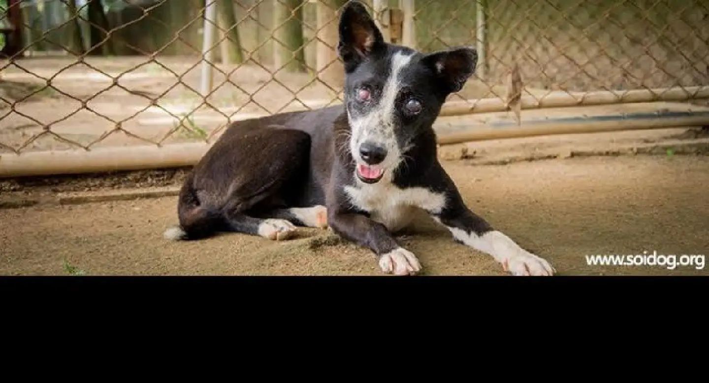Soi Dog Foundation pleads for 25 volunteers next month Soi Dog Foundation pleads for 25 volunteers next month