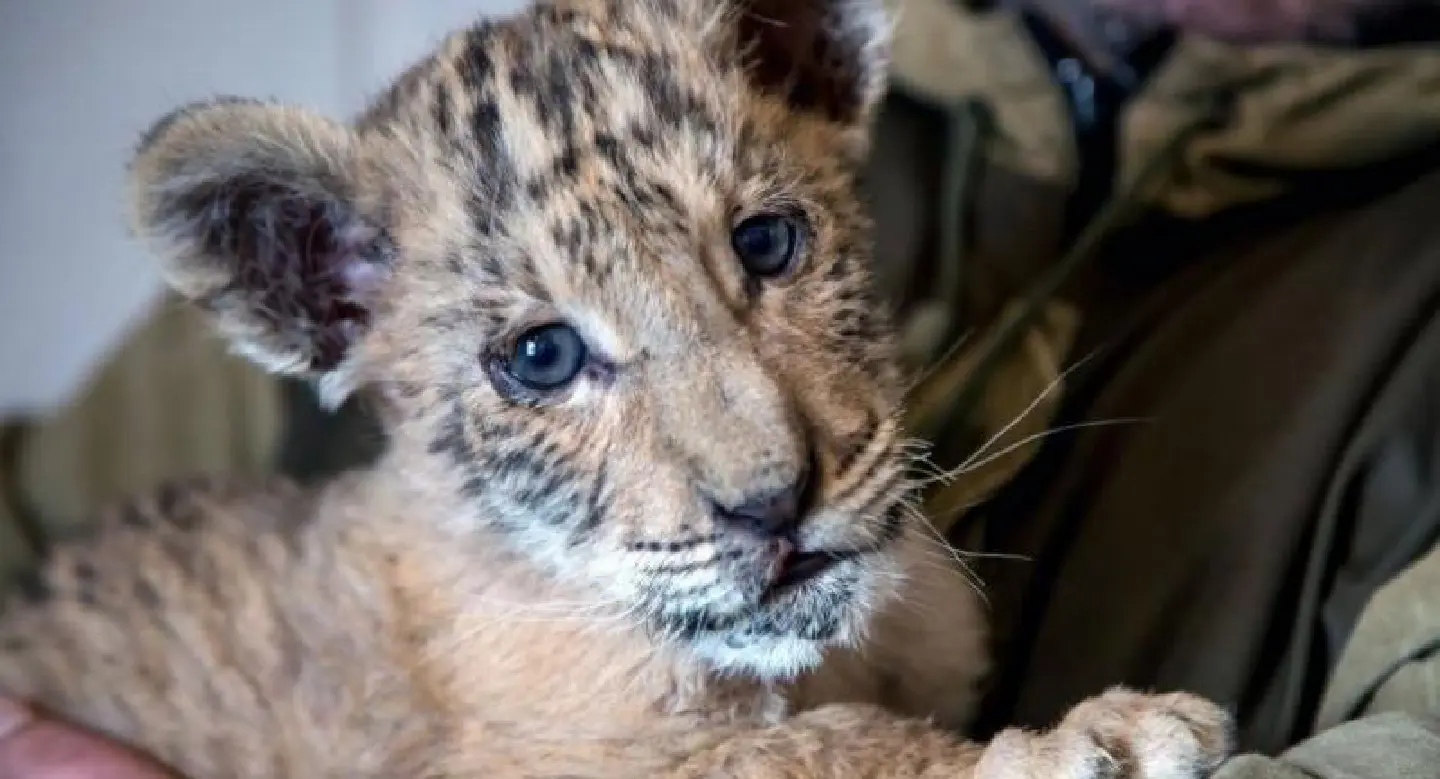 Rare lion-tiger hybrid born in Russian zoo Rare lion-tiger hybrid born in Russian zoo