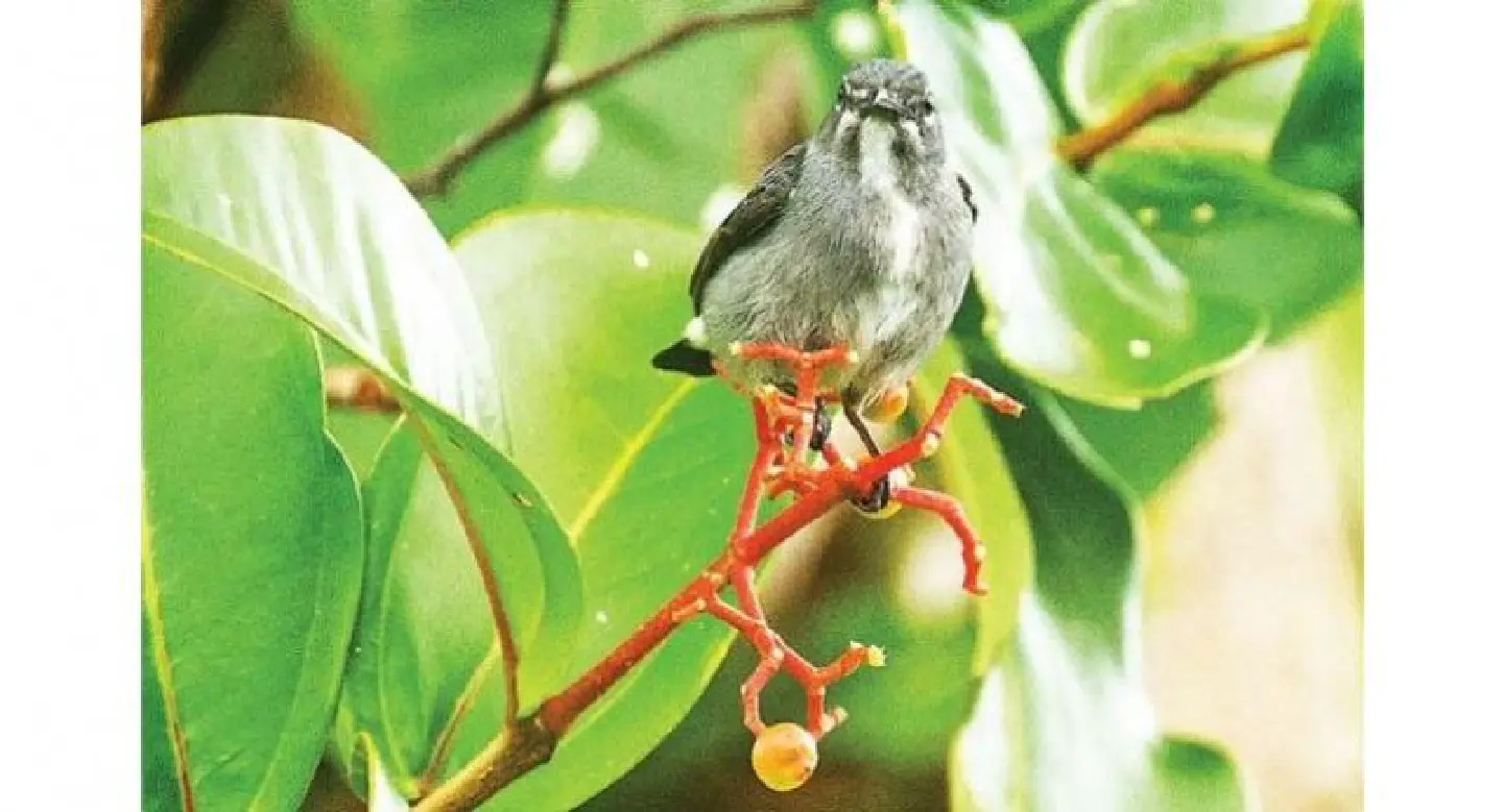 Academics take aim at Borneo bird Academics take aim at Borneo bird