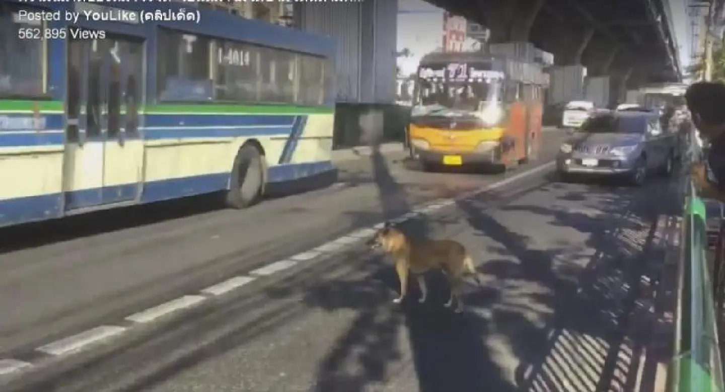 Take me cross road, please Take me cross road, please