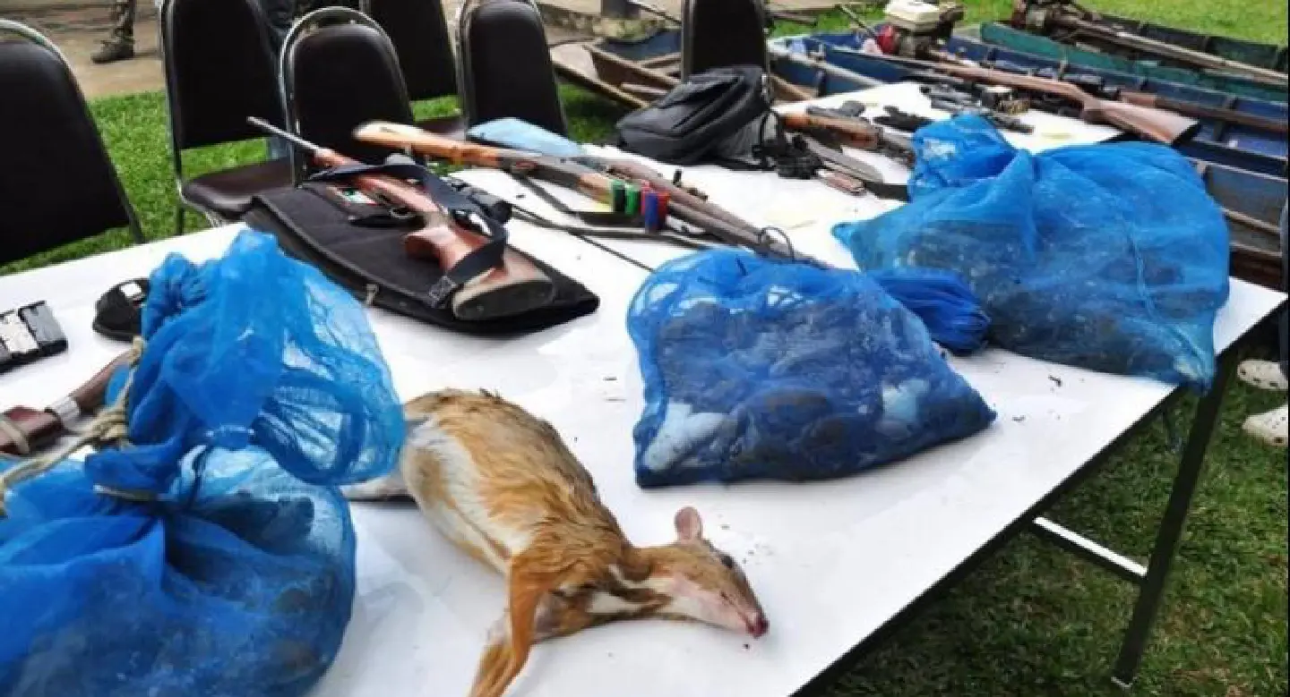 Criminals are still getting away with murder in our forests Criminals are still getting away with murder in our forests