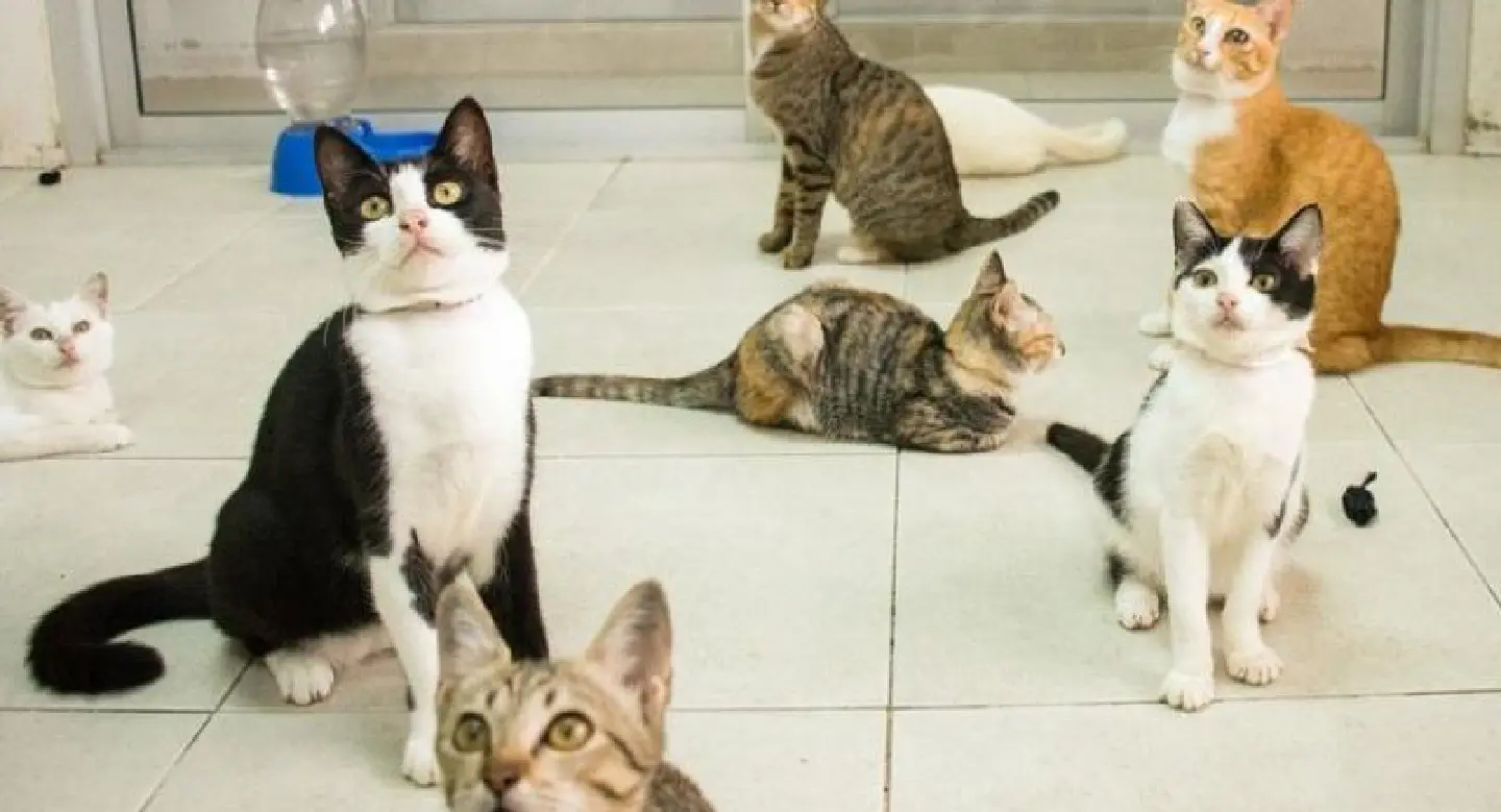 Soi Dog issues urgent plea for cat adoptions Soi Dog issues urgent plea for cat adoptions