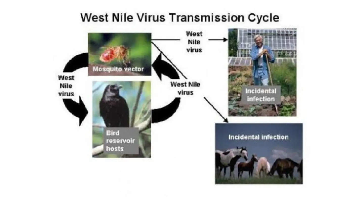 West Nile virus epidemics made worse by drought: study West Nile virus epidemics made worse by drought: study