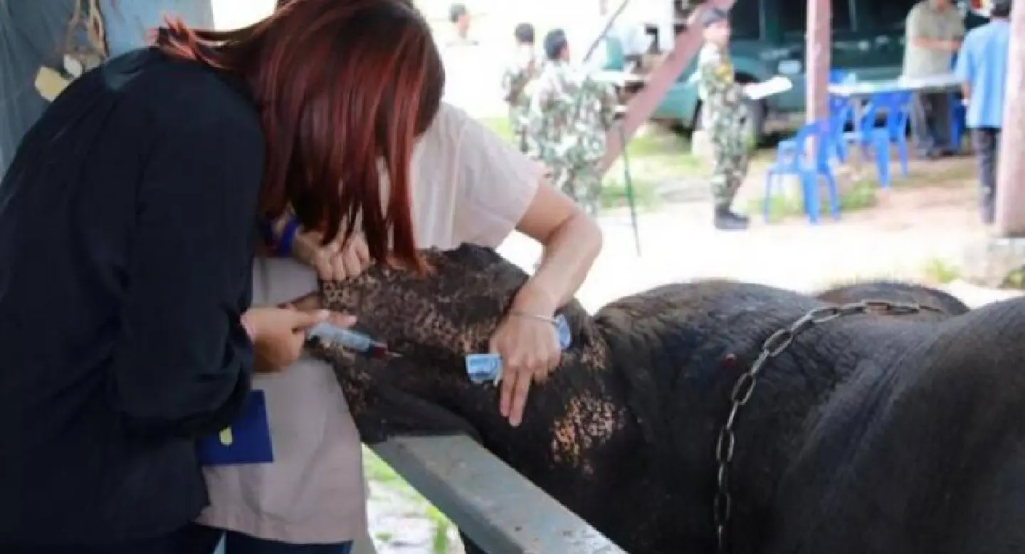 Most elephants in Thailand registered for DNA checks Most elephants in Thailand registered for DNA checks