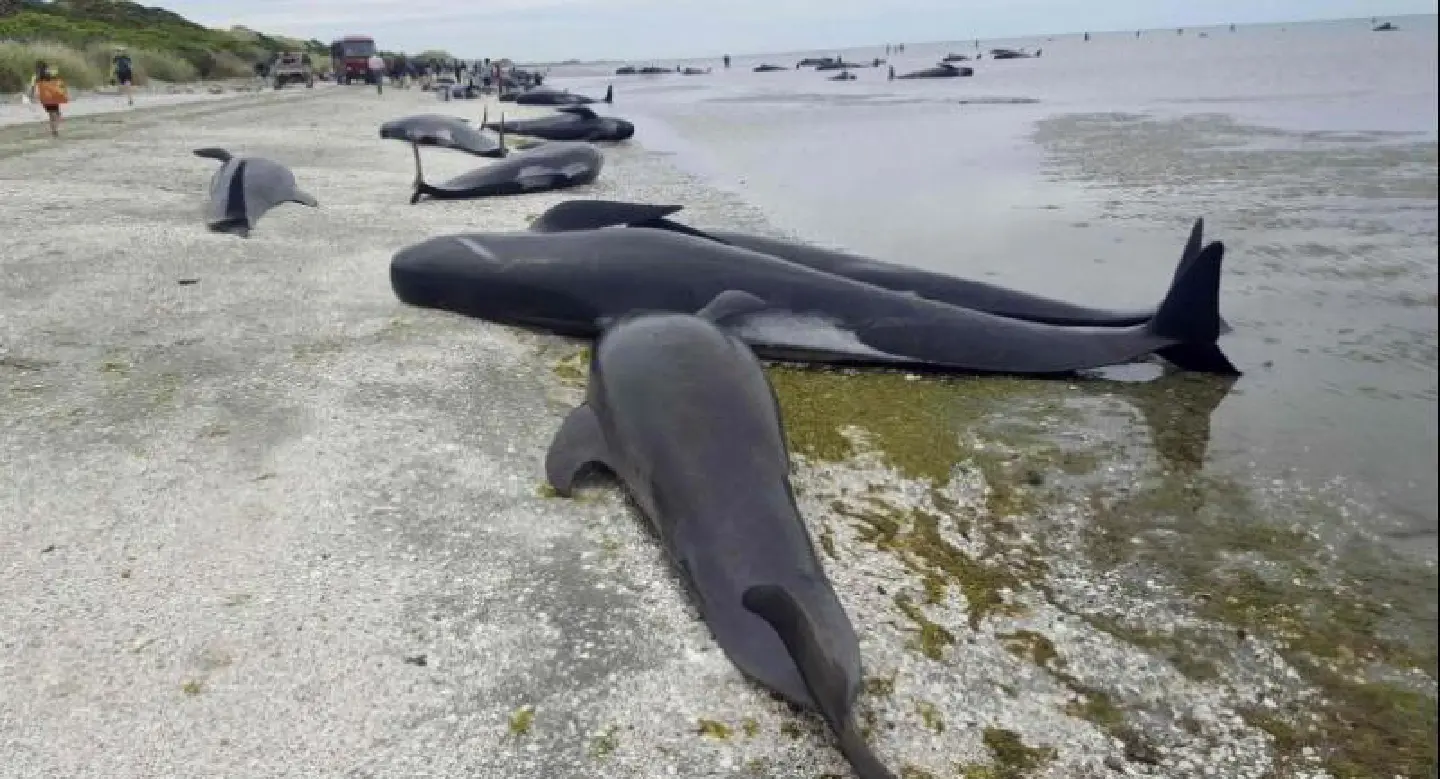 Hundreds of whales wash up dead on New Zealand beach Hundreds of whales wash up dead on New Zealand beach