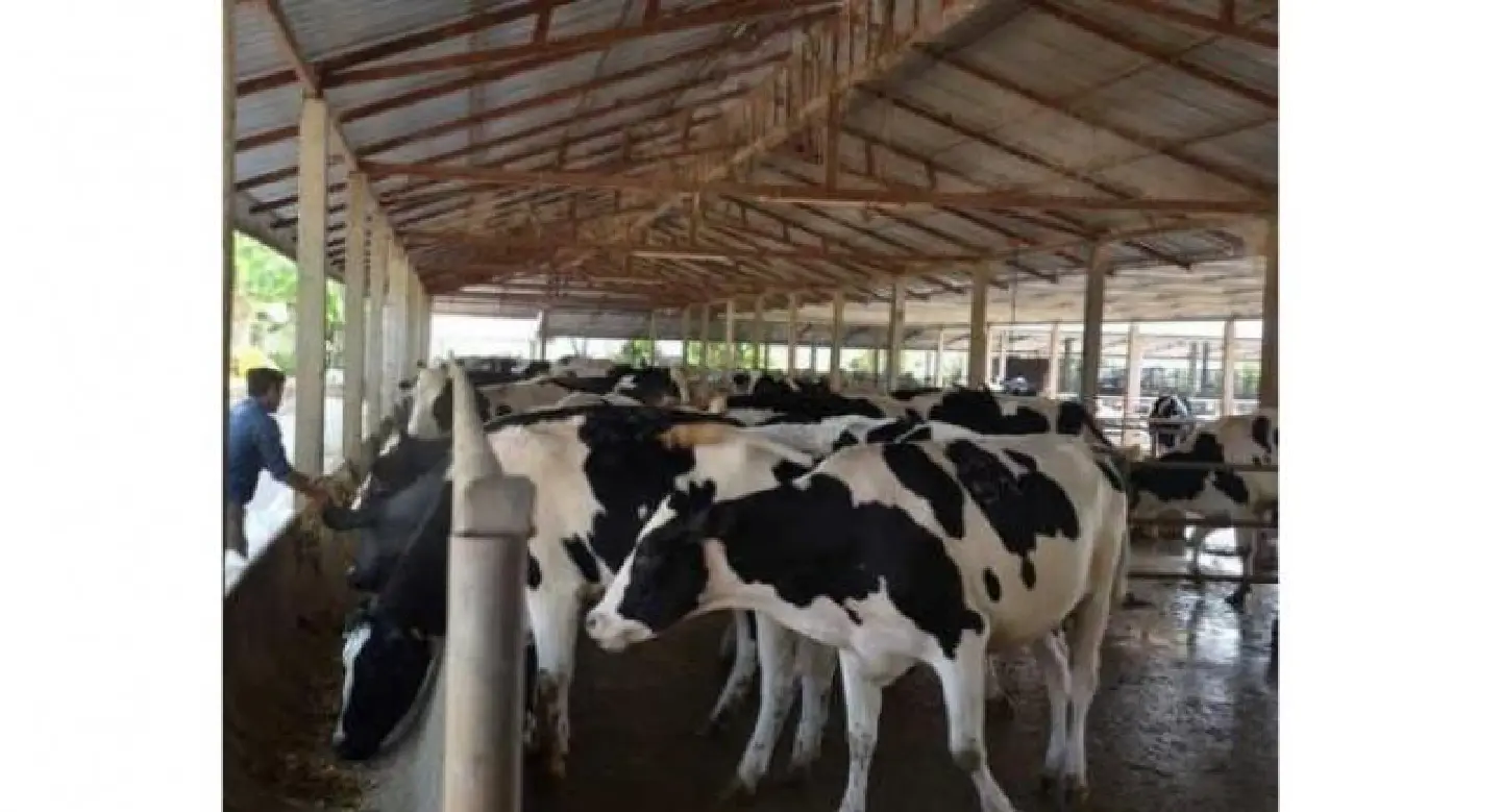 Lao Dairy Farm carves out healthy market niche Lao Dairy Farm carves out healthy market niche