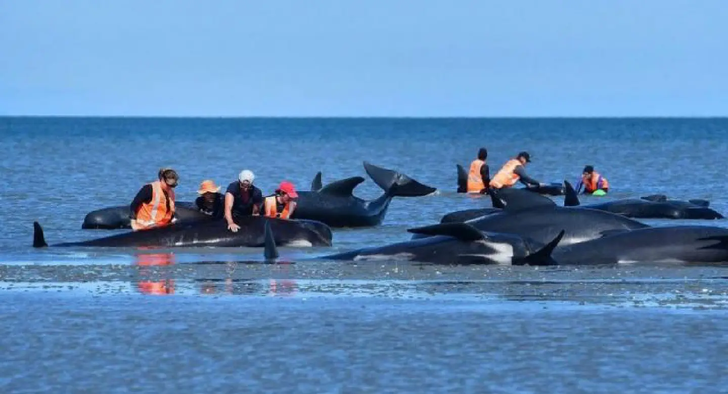 About 200 beached whales refloat themselves in N. Zealand About 200 beached whales refloat themselves in N. Zealand